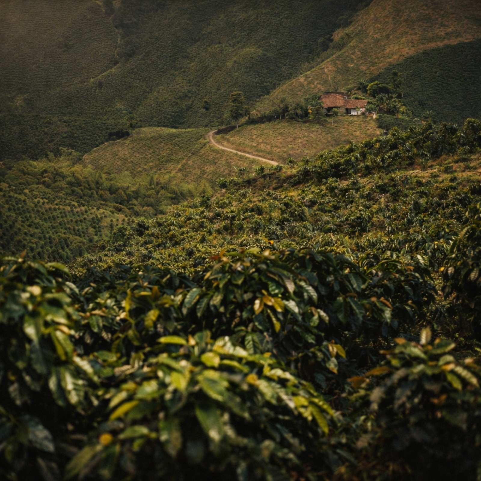 Costa Rica coffee farm on hillside.