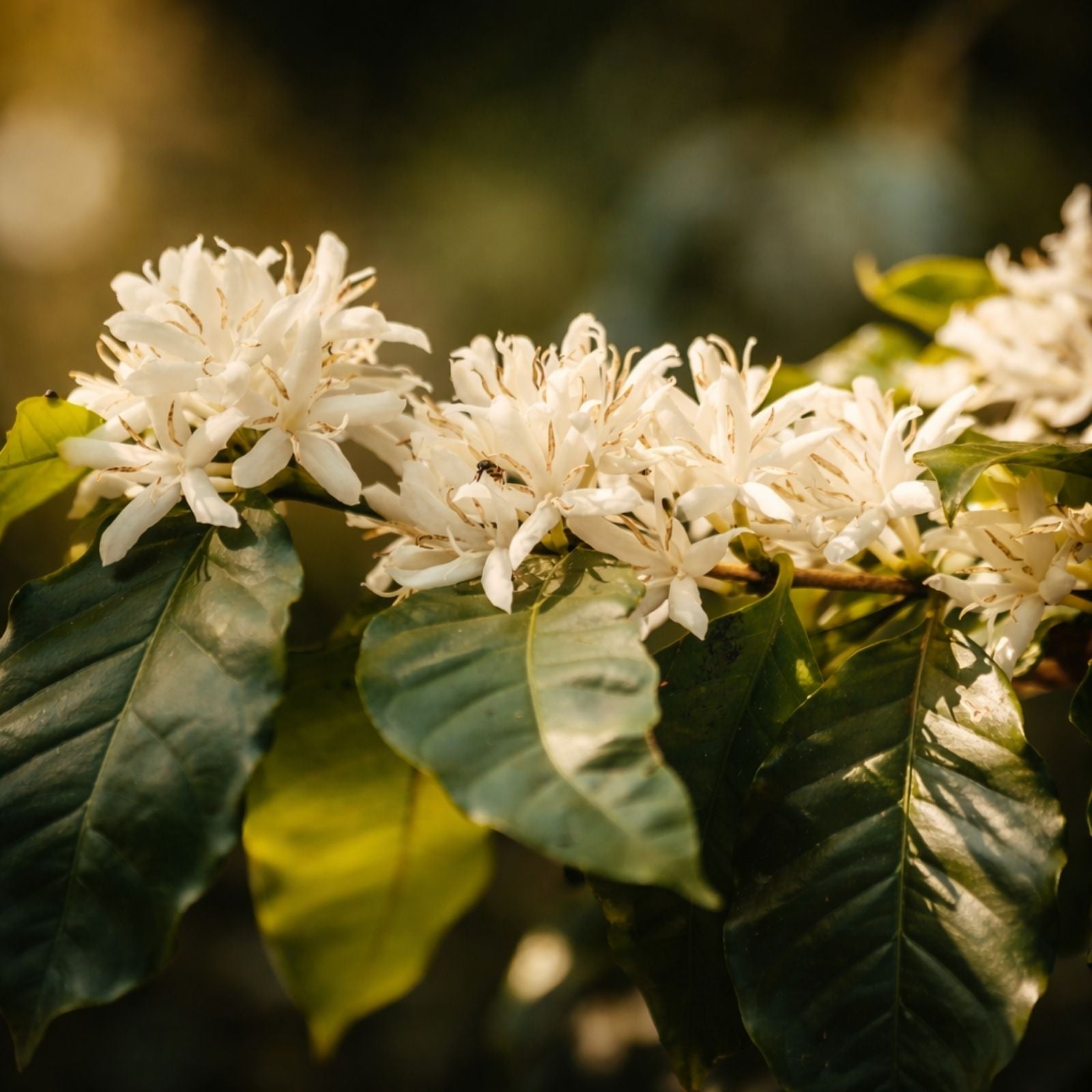 Close-up image of Colombian coffee flowers.