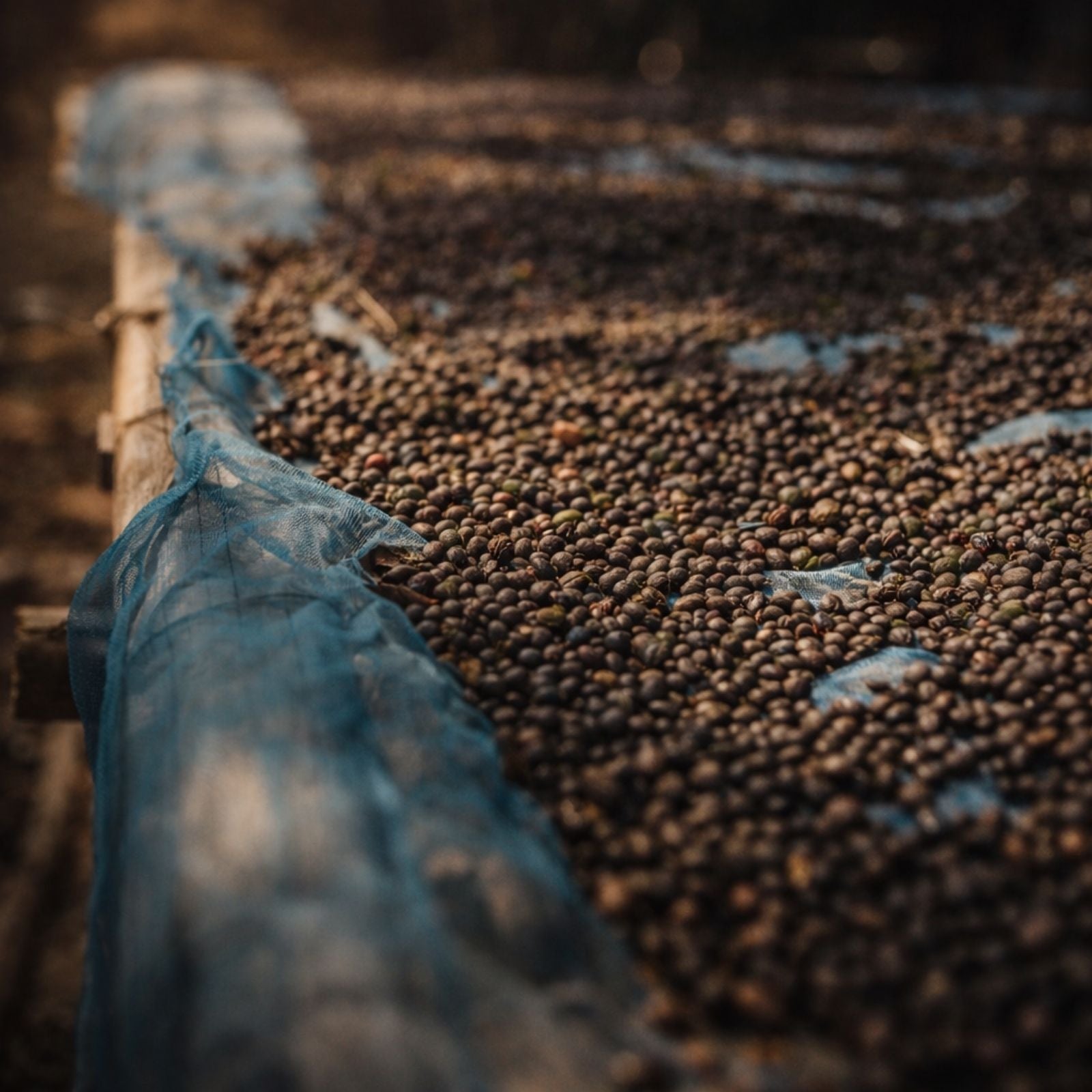 Rwanda coffee being processed at cooperative washing station.