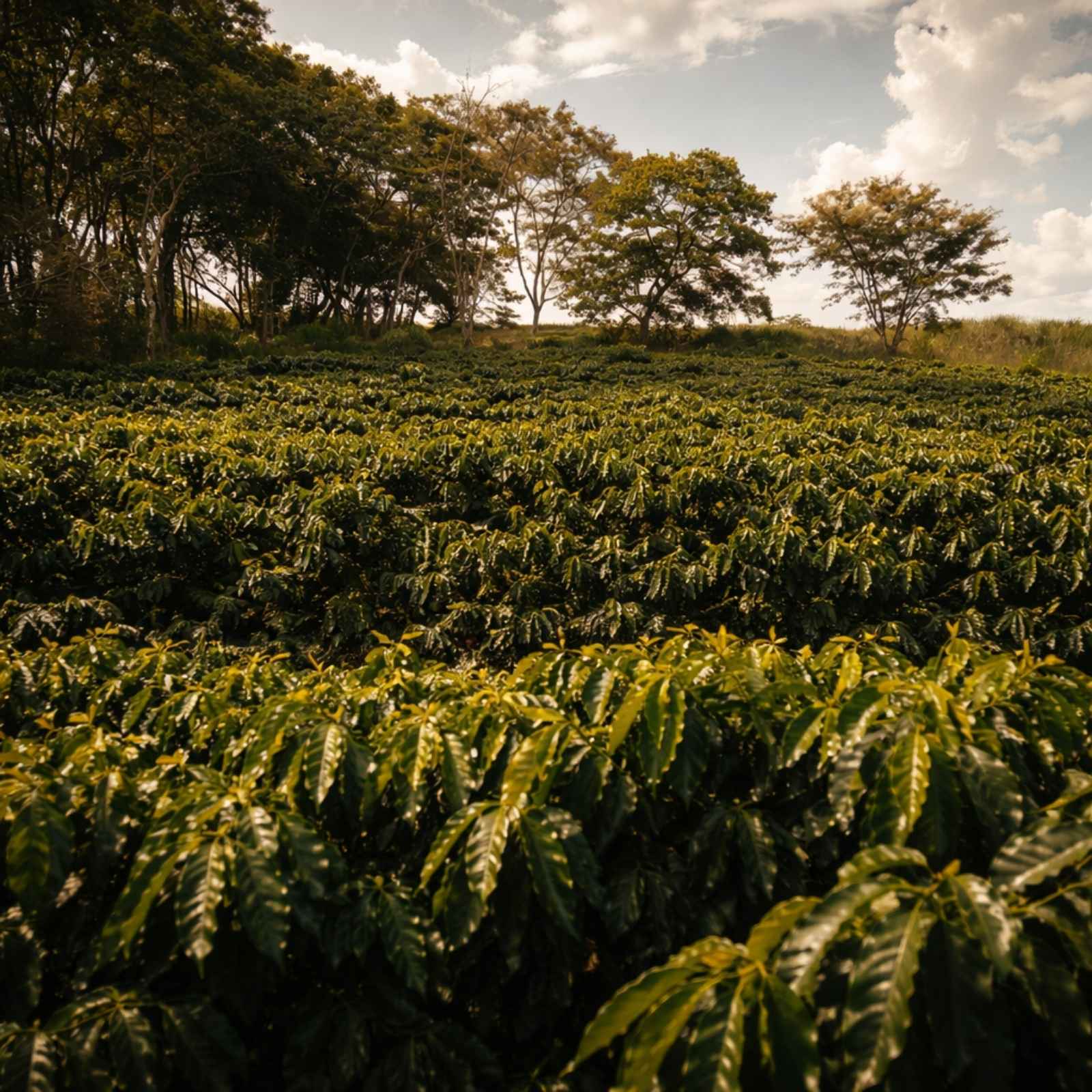 Burundi coffee farm with trees in background.