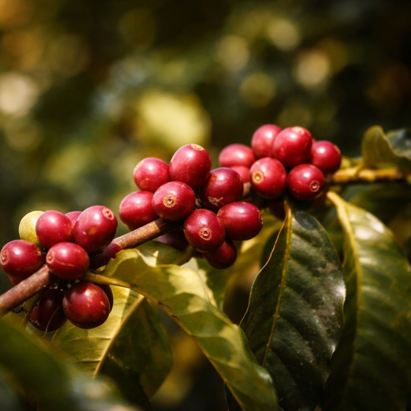 Tanzanian coffee farm showing ripe coffee cherries on plant up close.