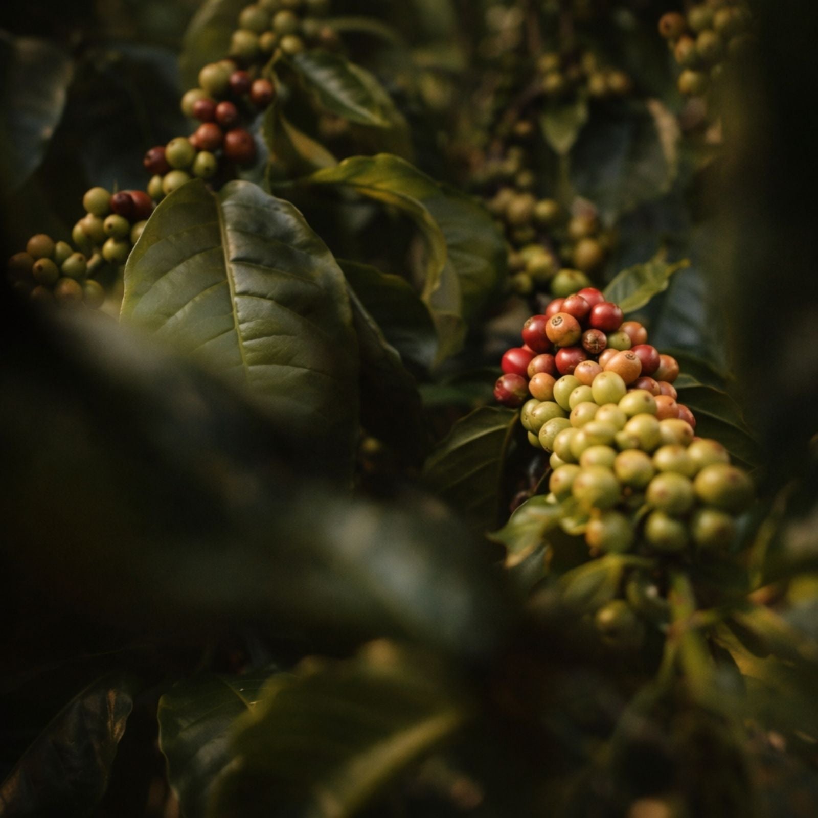 Vietnam coffee cherries on coffee plants turning ripe.