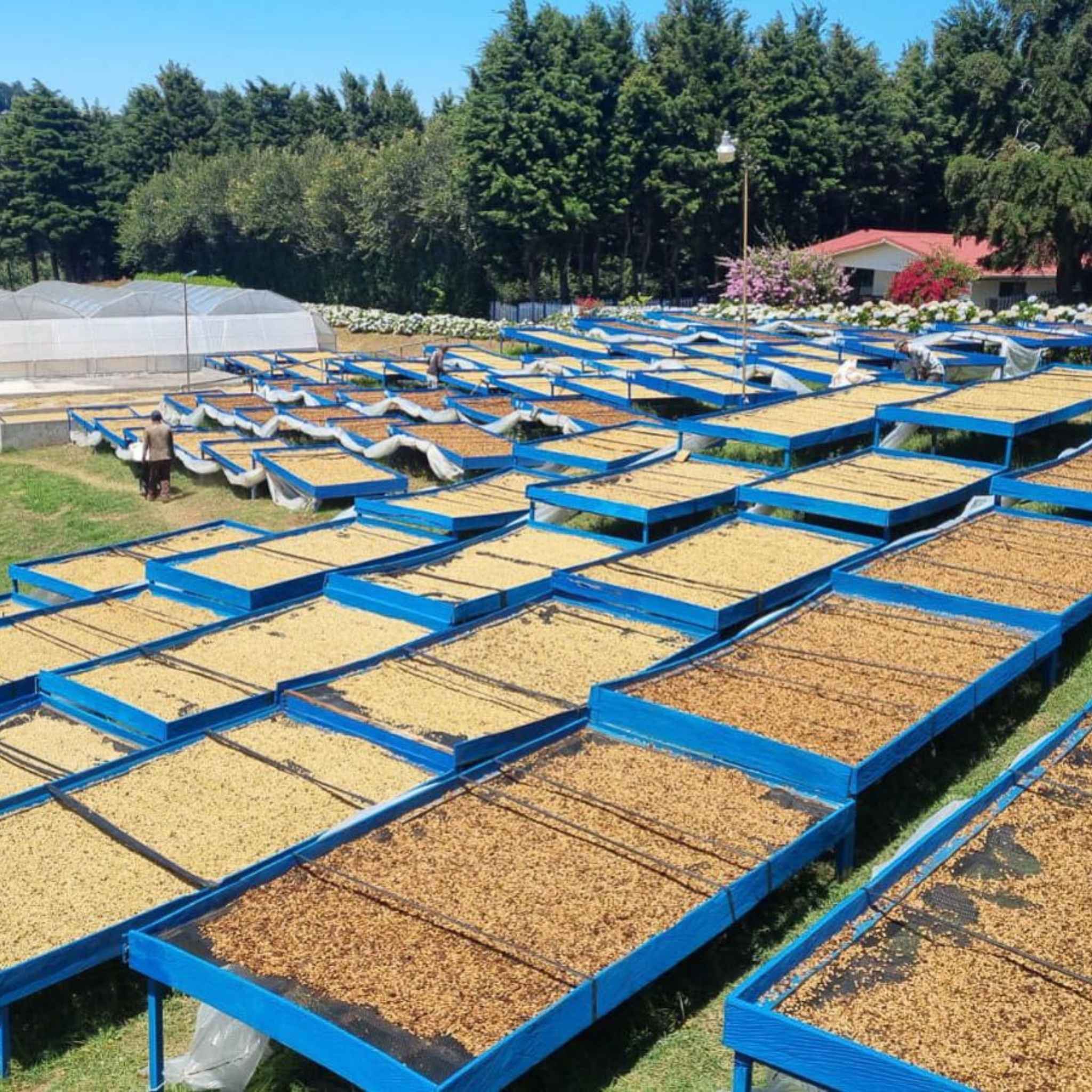 Costa Rica Yellow Honey Sumava SL-28