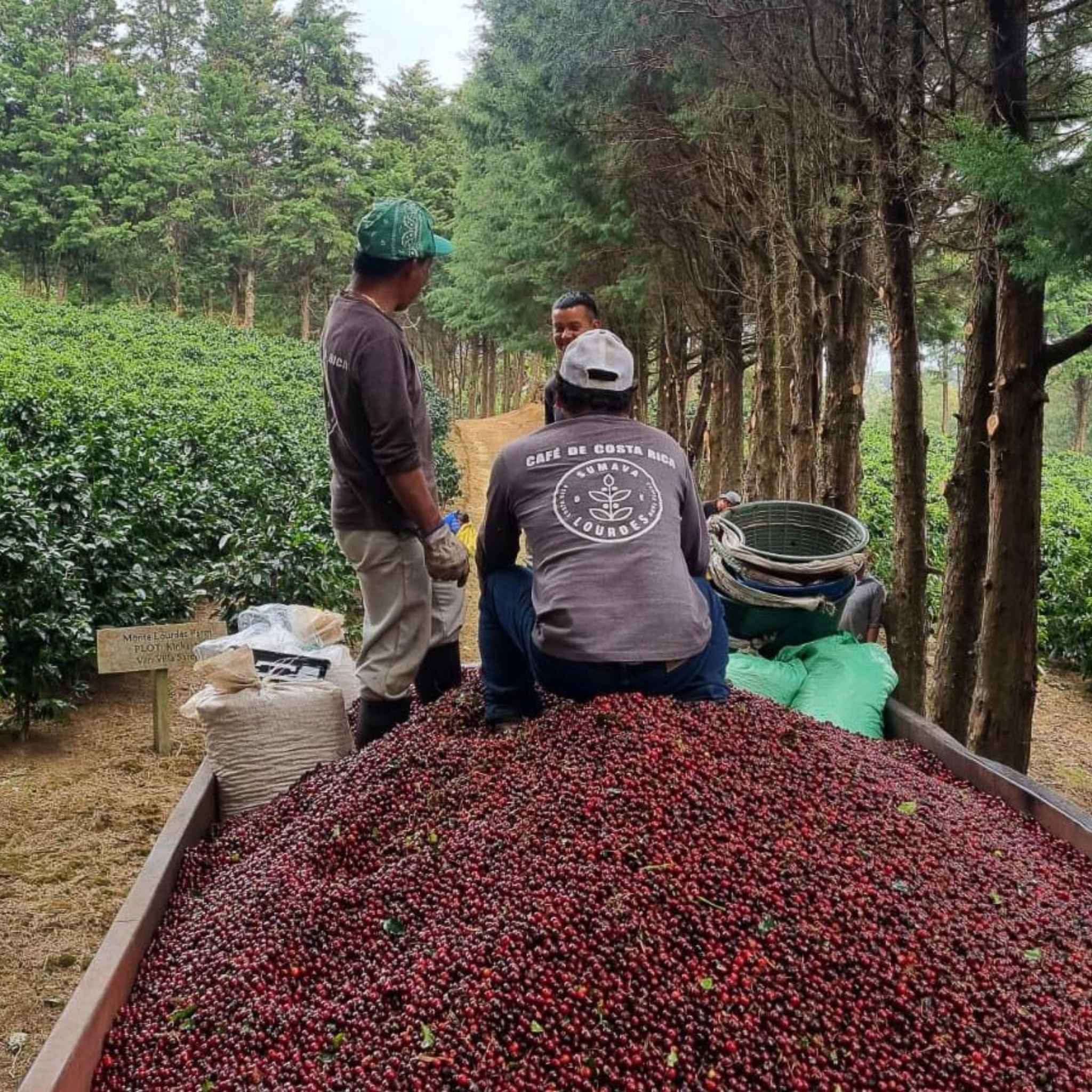 Costa Rica Yellow Honey Sumava SL-28