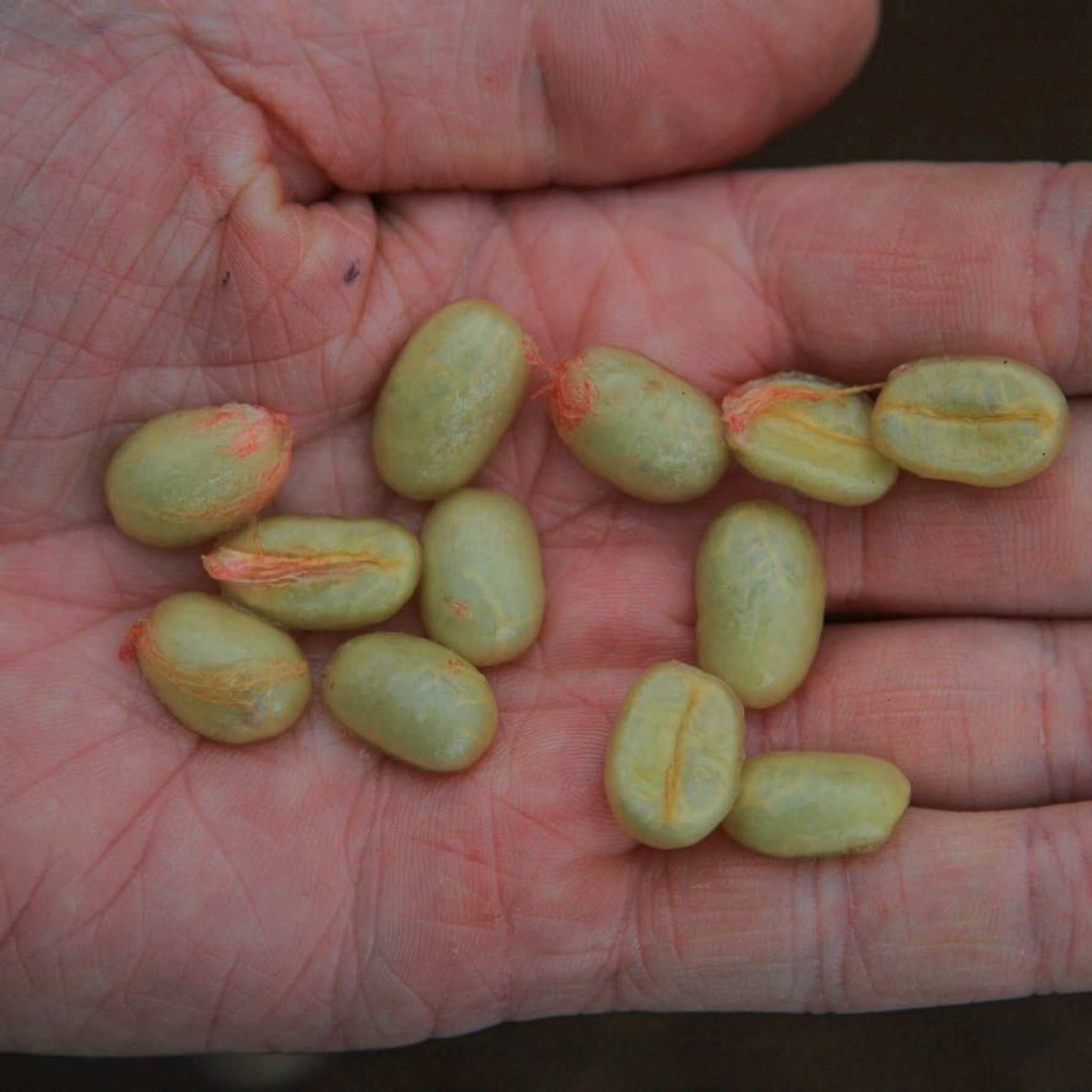 Guatemala Keneth Merida Estate - Washed Process, Pacamara, SHB EP