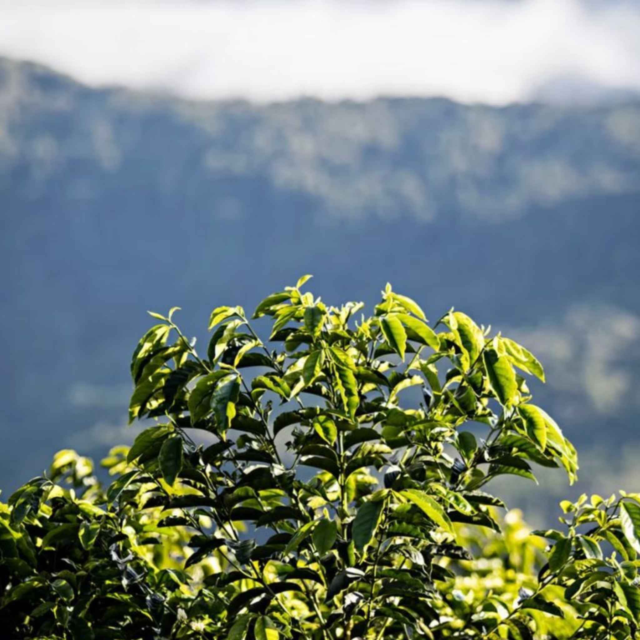 Bolivia Finca Rosita Estate Gesha