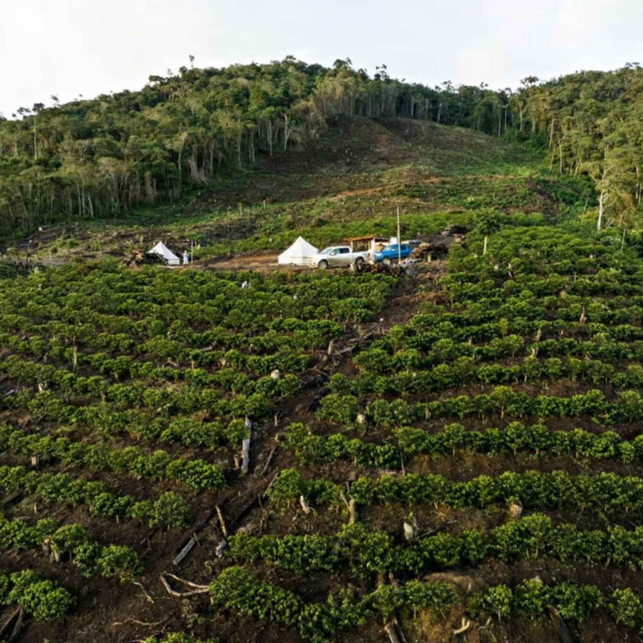 Bolivia Finca Rosita Estate Gesha