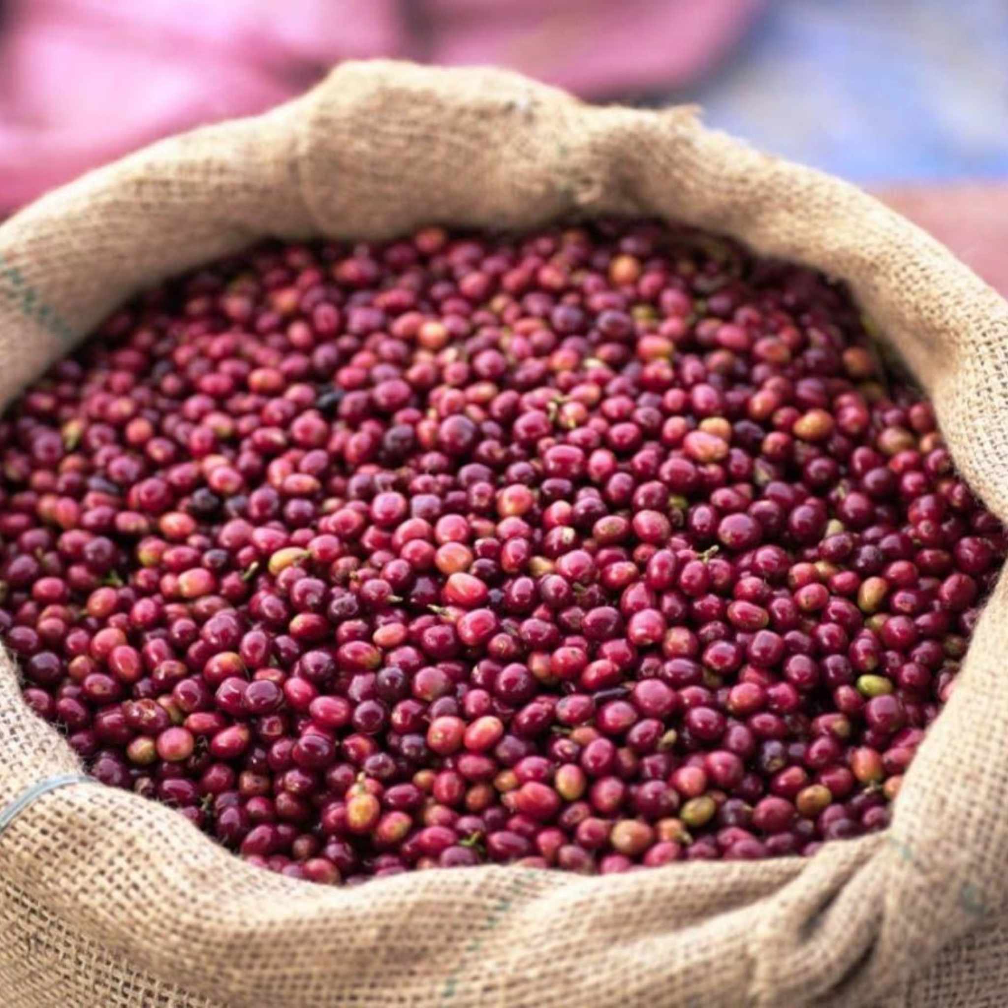 Ethiopia Yirgacheffe Halo Beriti - Dry Process, Heirloom Varieties, Grade 1
