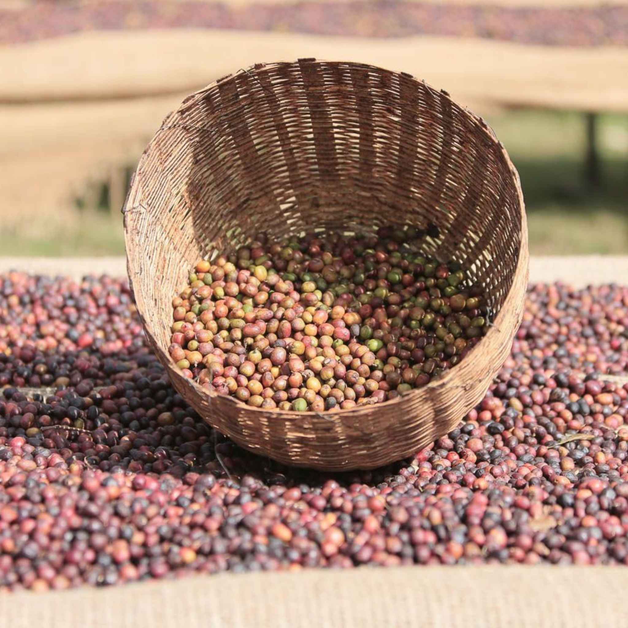 Ethiopia Yirgacheffe Halo Beriti - Dry Process, Heirloom Varieties, Grade 1