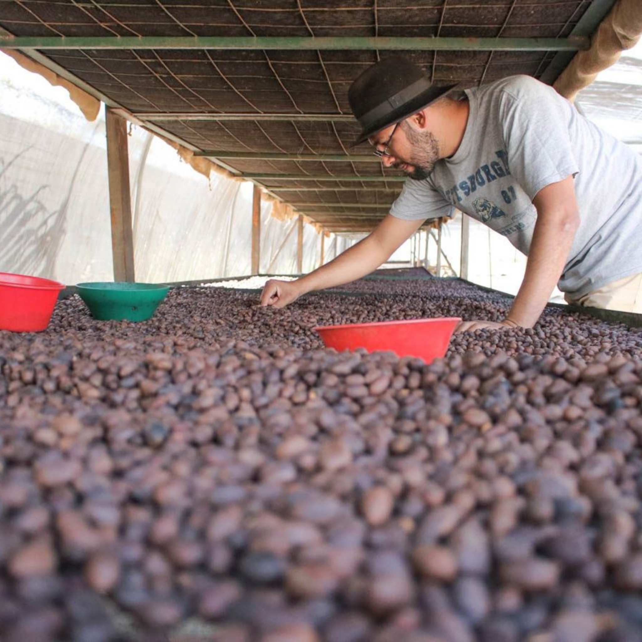 Nicaragua Buenos Aires Estate - Dry Process, Maracaturra, SHG