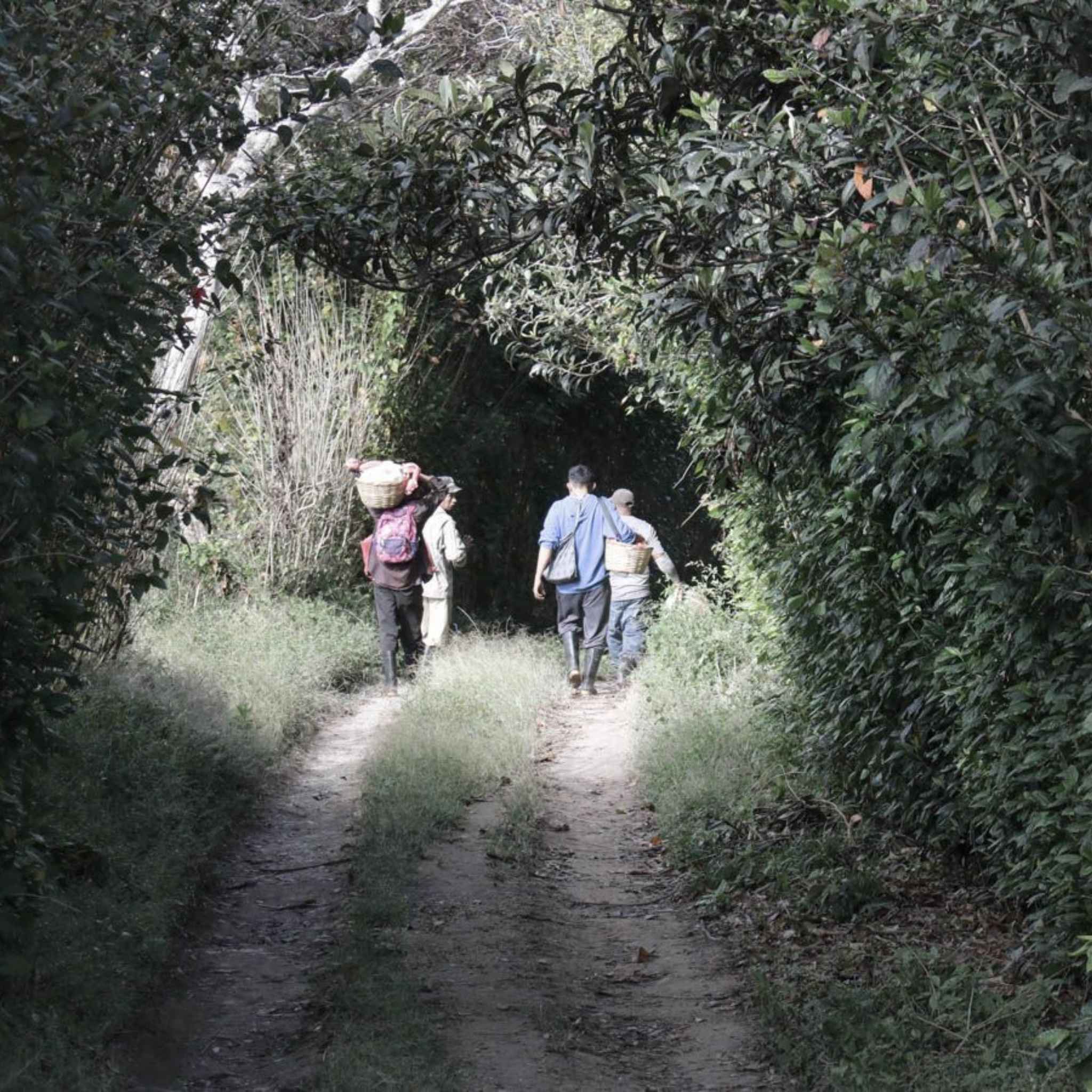 Nicaragua Buenos Aires Estate - Dry Process, Maracaturra, SHG