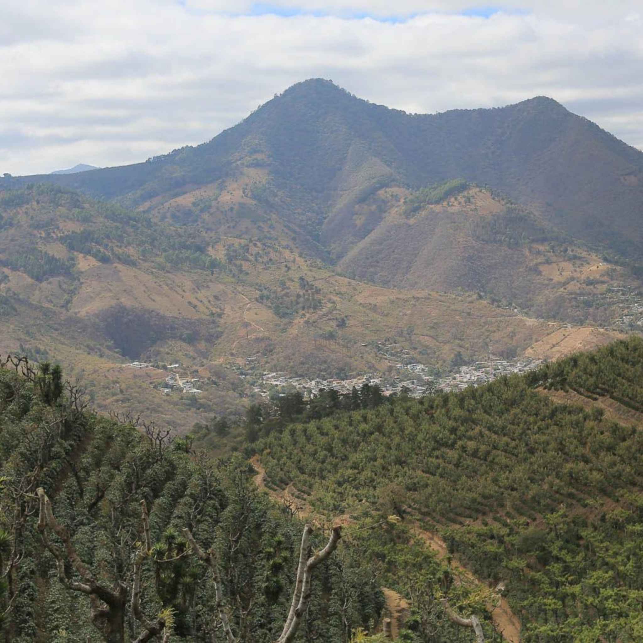 Guatemala Zelaya Family Farms - Washed Process, Java, SHB EP