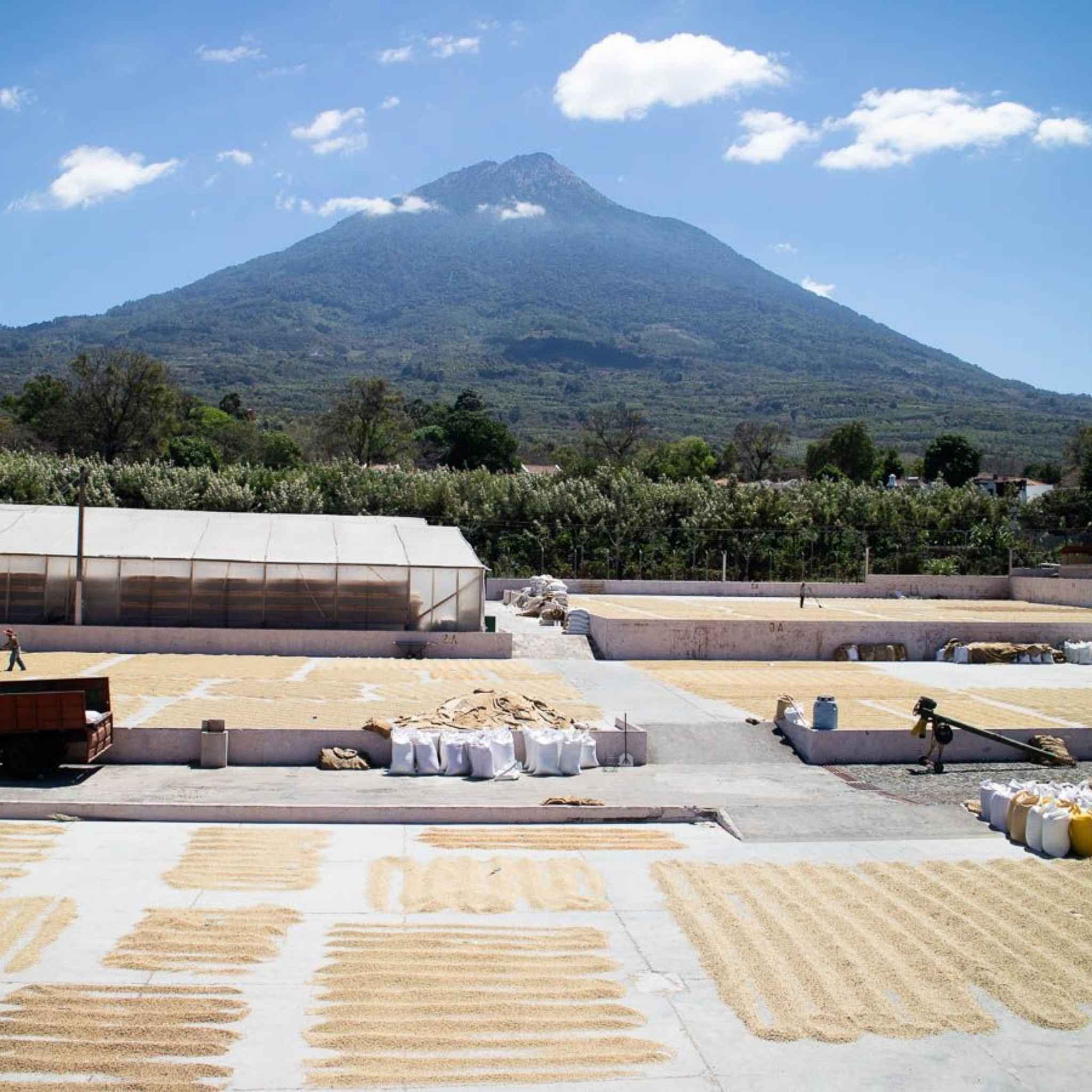 Guatemala Zelaya Family Farms - Washed Process, Java, SHB EP