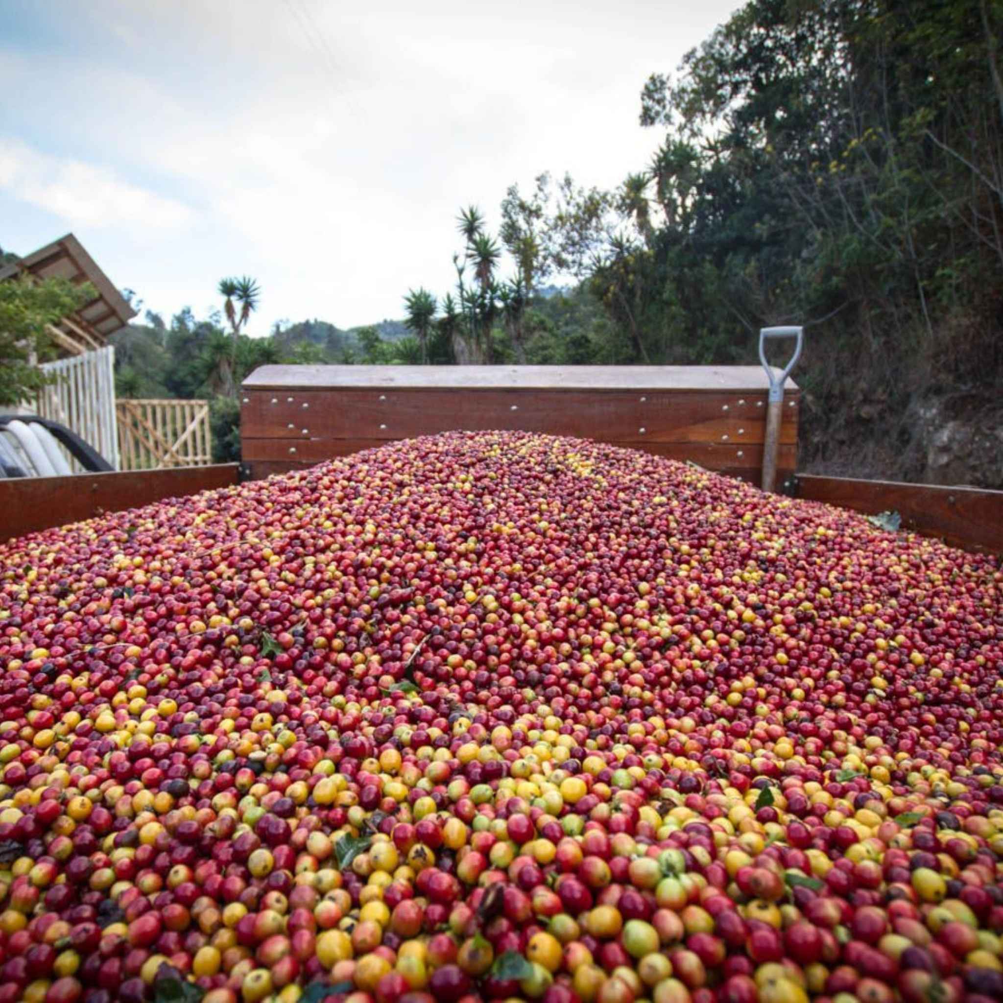 Costa Rica Cristian Alvarez Estate - Anaerobic, Caturra, Catuaí, SHB