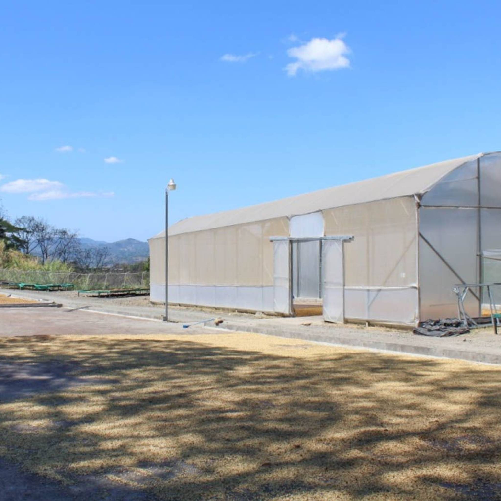 Costa Rica Cristian Alvarez Estate - Anaerobic, Caturra, Catuaí, SHB