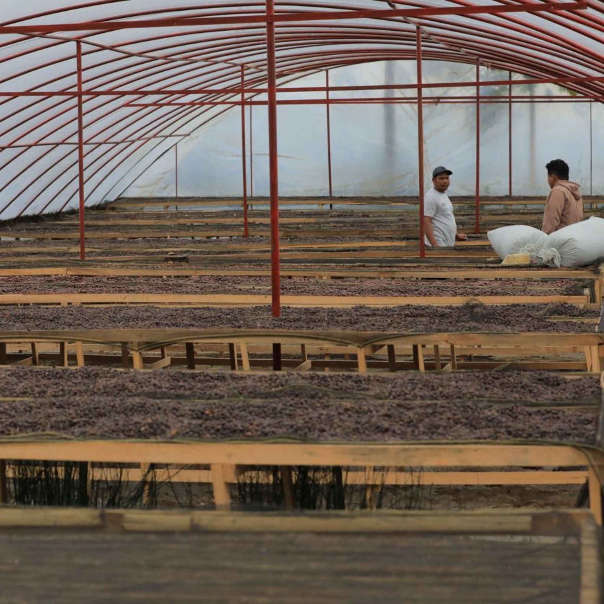 Sumatra Kerinci Farms - Dry Process, Ateng, Jember, Tim Tim, Grade 1