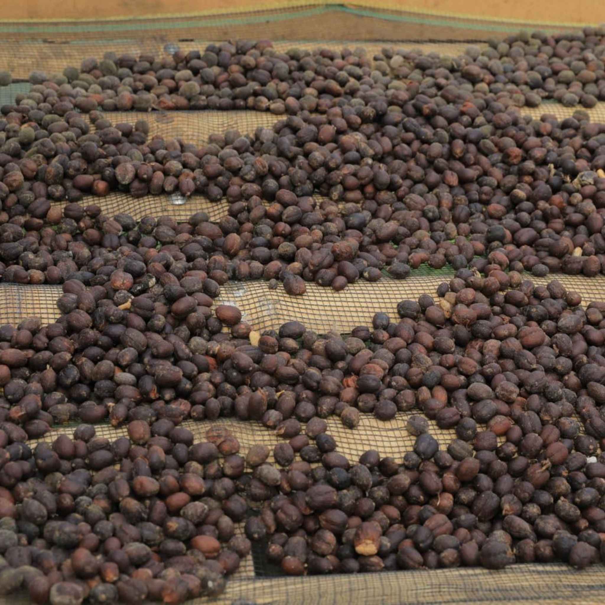 Sumatra Kerinci Farms - Dry Process, Ateng, Jember, Tim Tim, Grade 1