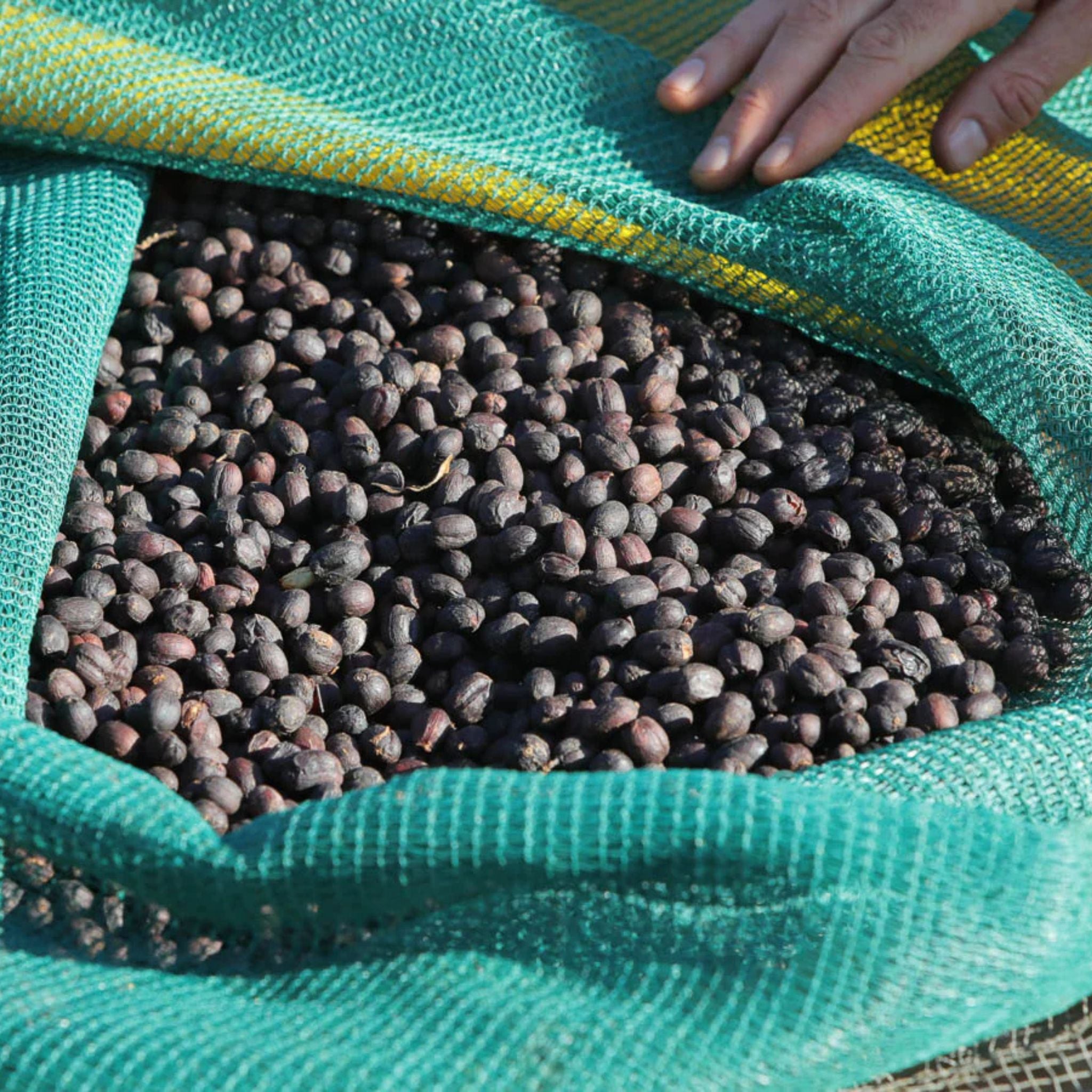 Ethiopia Buku Abel Guji Zone Grade 1