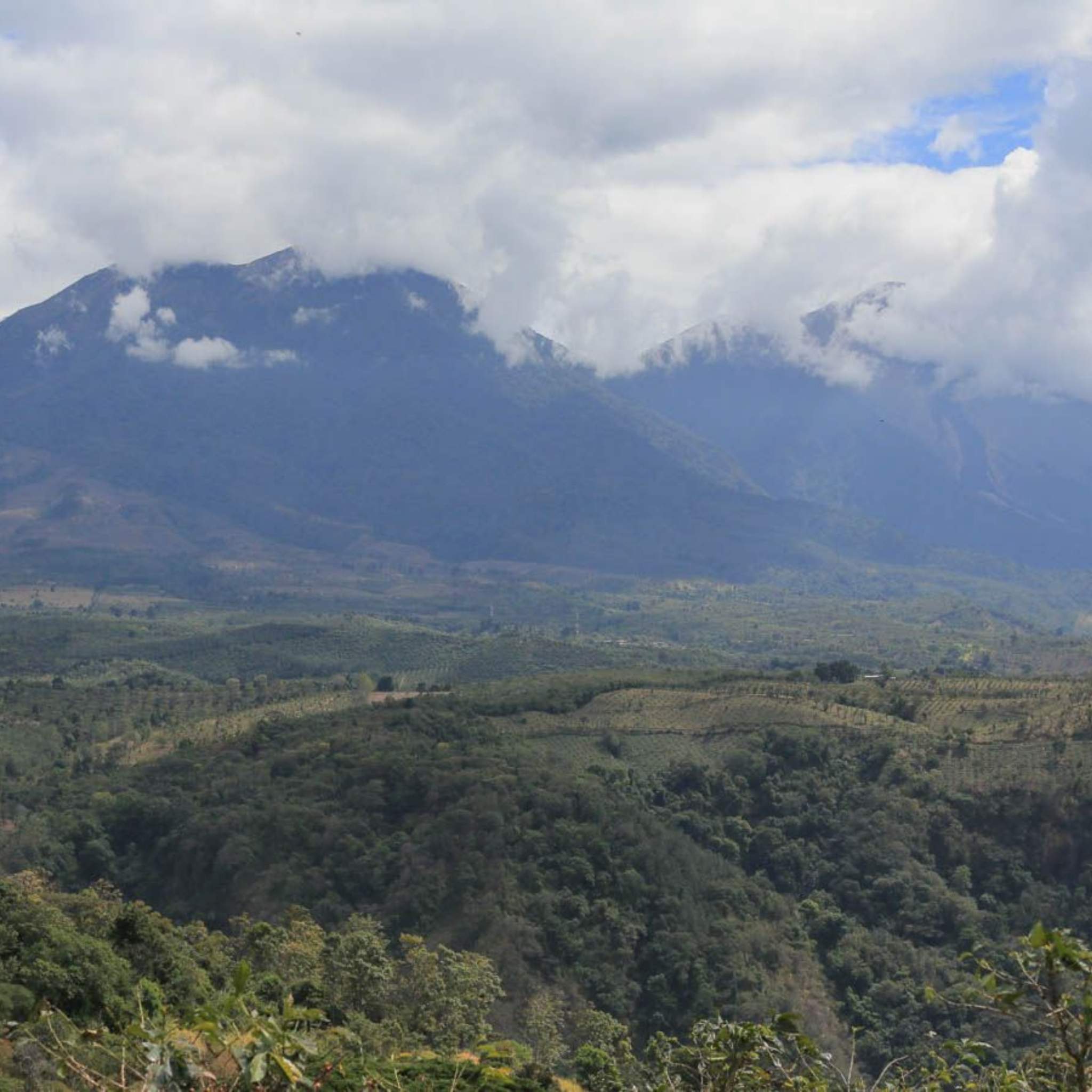 Guatemala Acatenango Private Estate Gesha