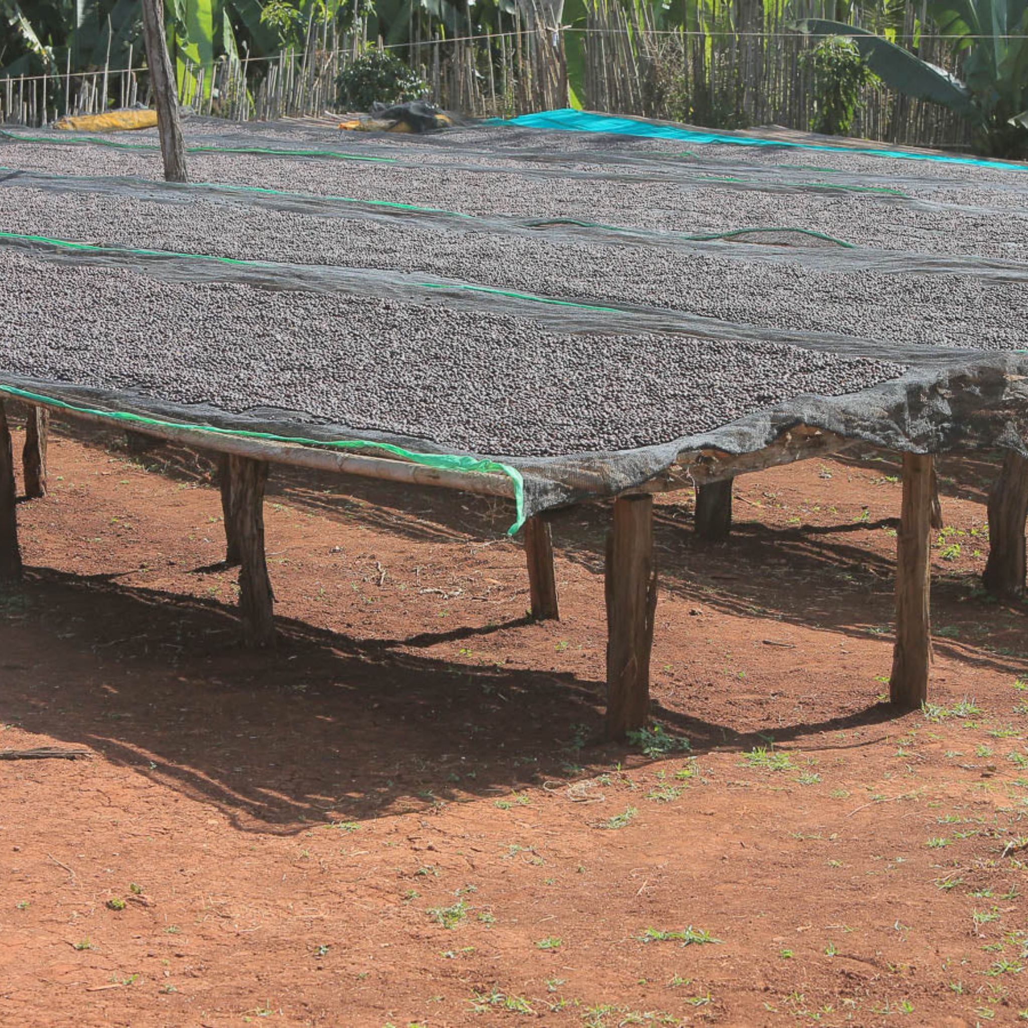 Ethiopia Buku Abel Guji Zone Grade 1
