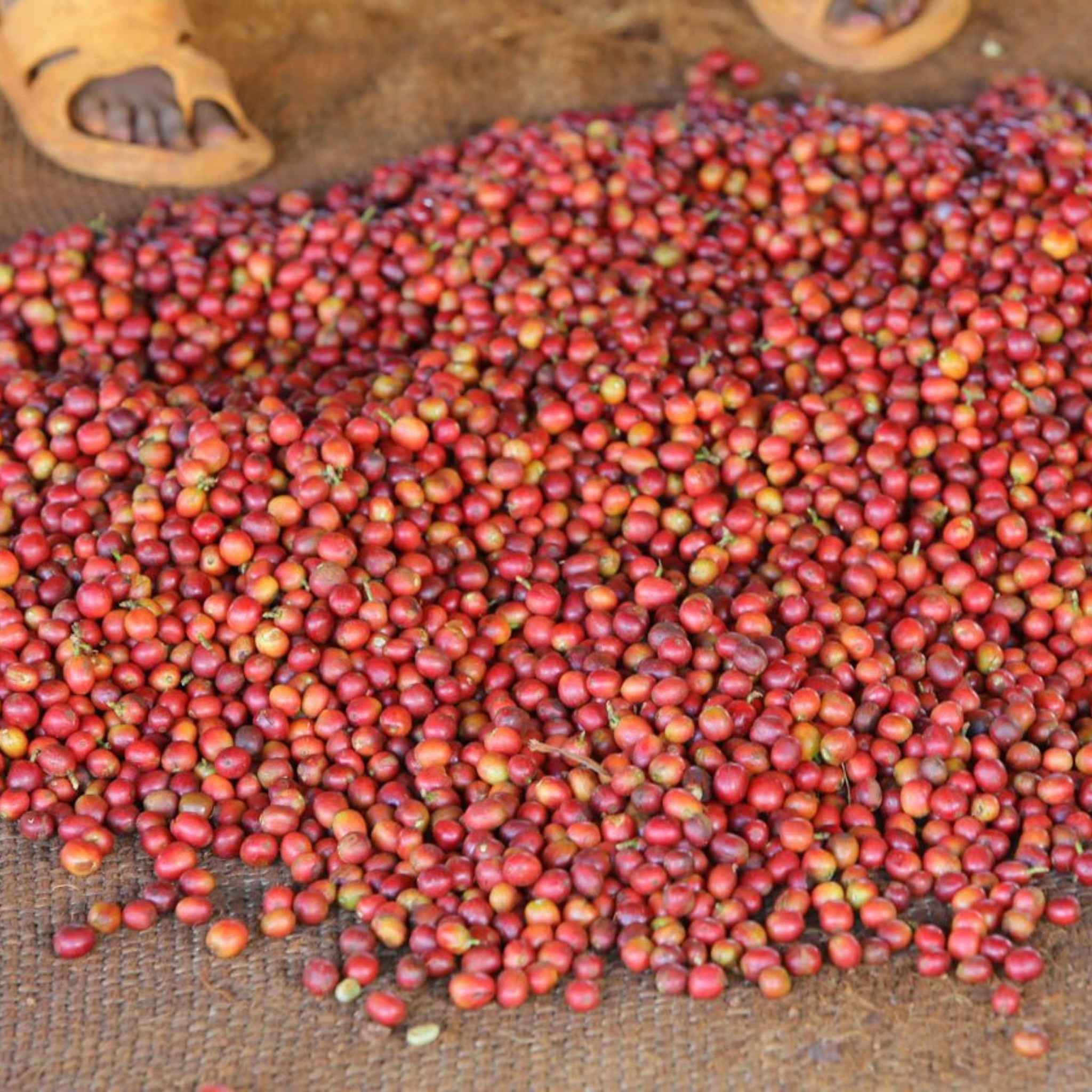 Kenya Nyeri Ichamama Factory - Washed Process, SL-28, SL-34, Ruiru 11, Peaberry
