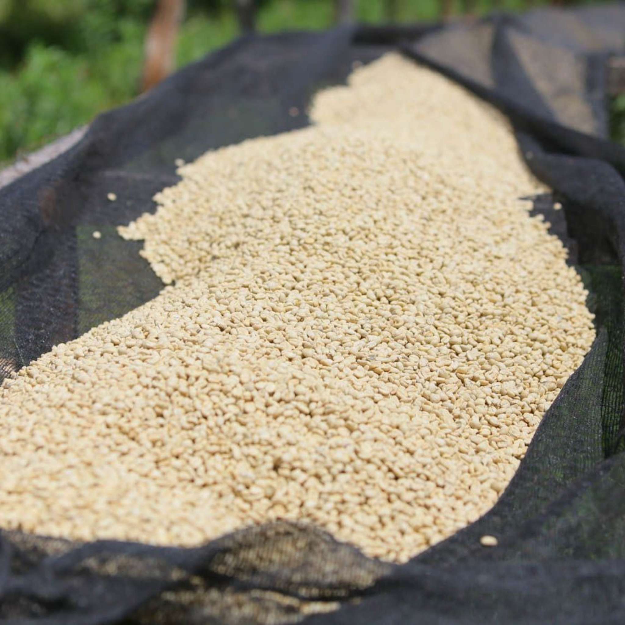 Kenya Nyeri Ichamama Factory - Washed Process, SL-28, SL-34, Ruiru 11, Peaberry