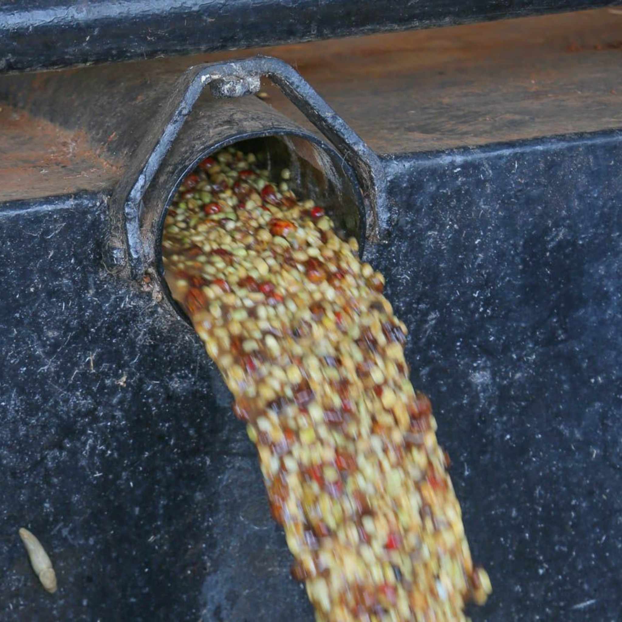 Kenya Nyeri Ichamama Factory - Washed Process, SL-28, SL-34, Ruiru 11, Peaberry