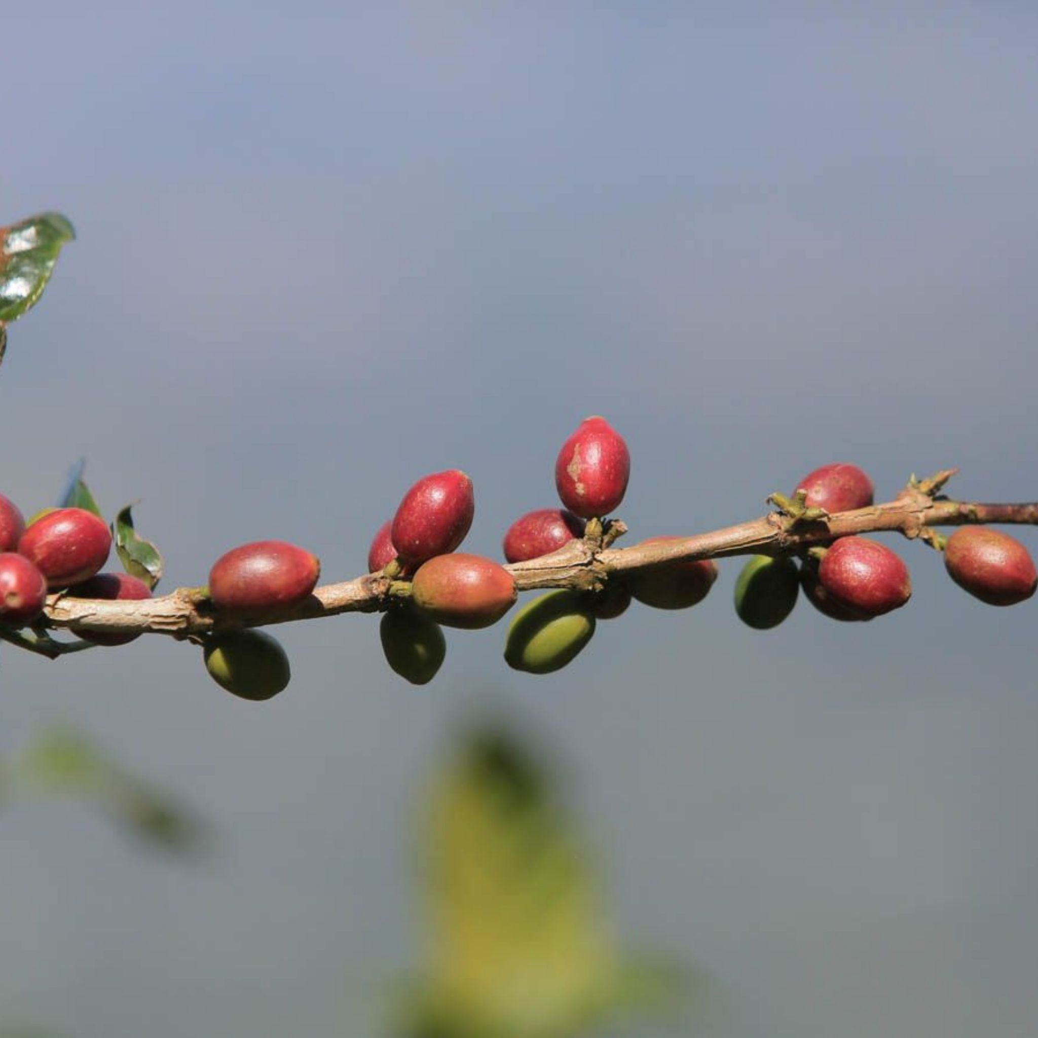 El Salvador Miravalles Estate Pacamara