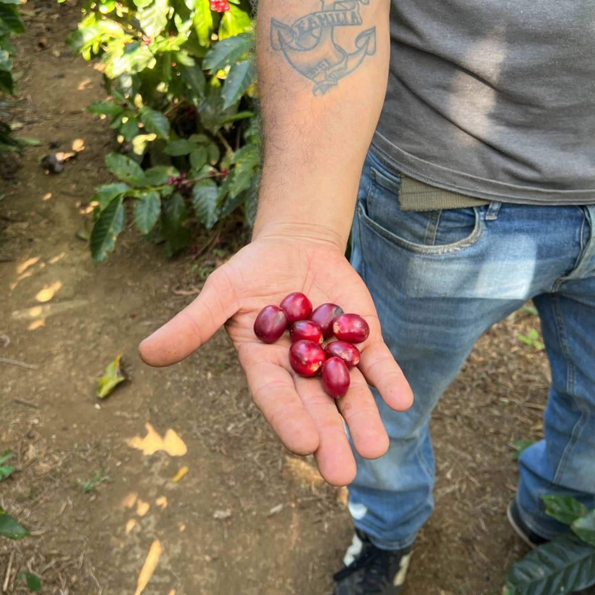 El Salvador Miravalles Estate Pacamara