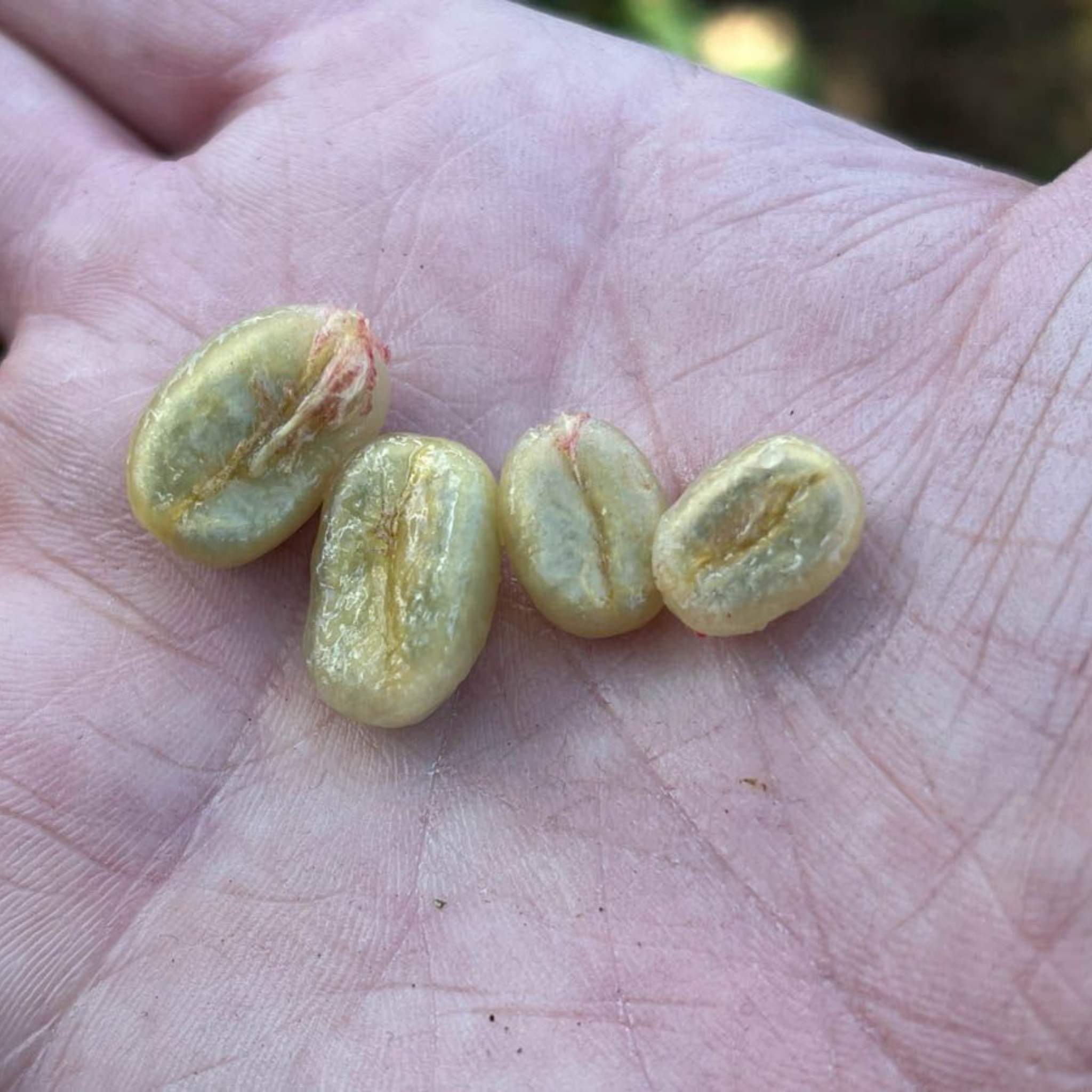 El Salvador Miravalles Estate Pacamara