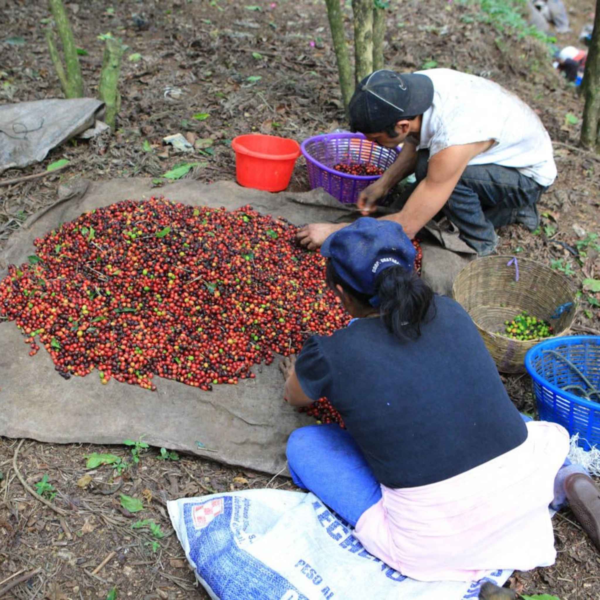 Guatemala Organic Chuacús - Dry Process, Bourbon, Caturra, Catuaí, SHB