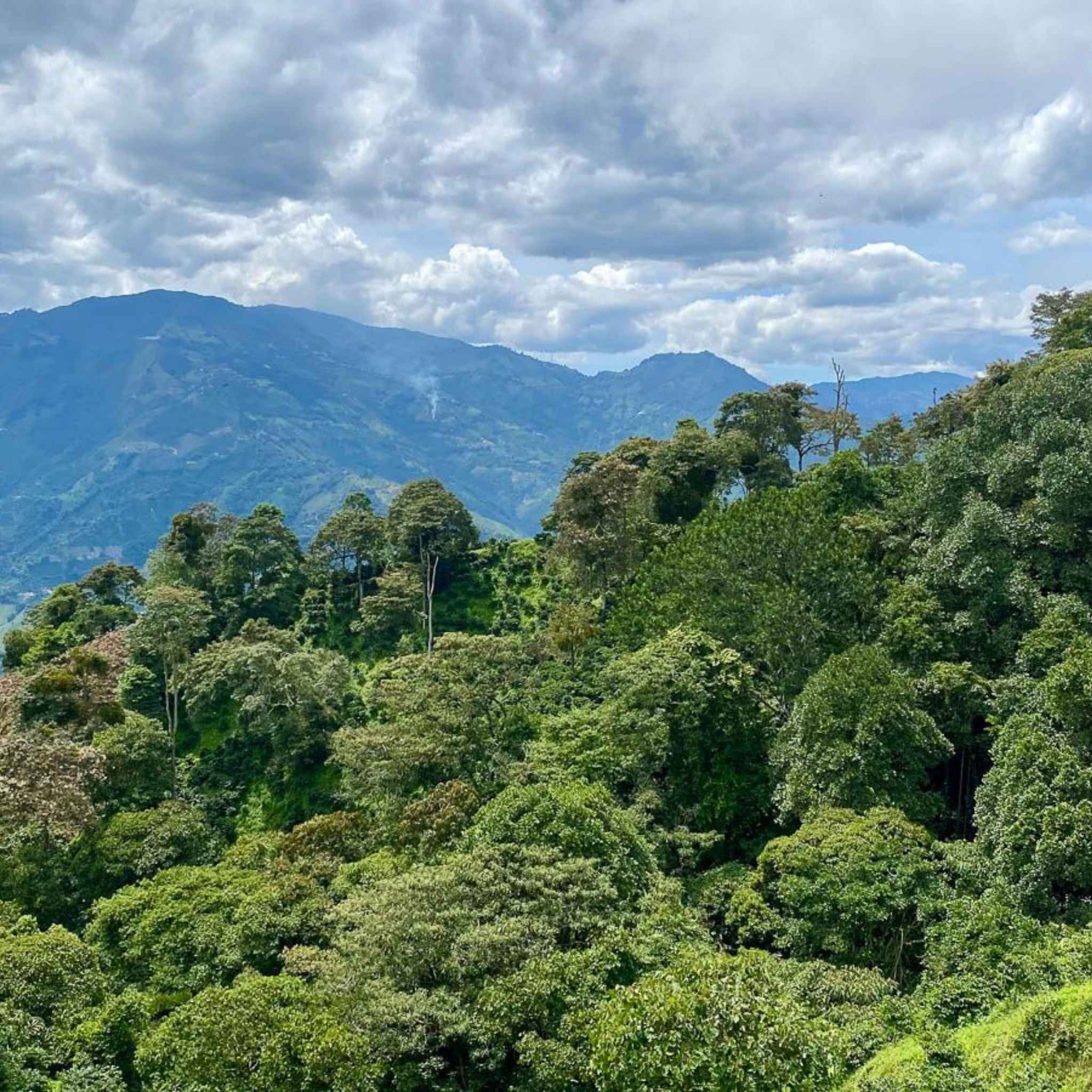 Colombia El Virgel Carlos Emilio Estate - Washed Process, Chiroso, Excelso