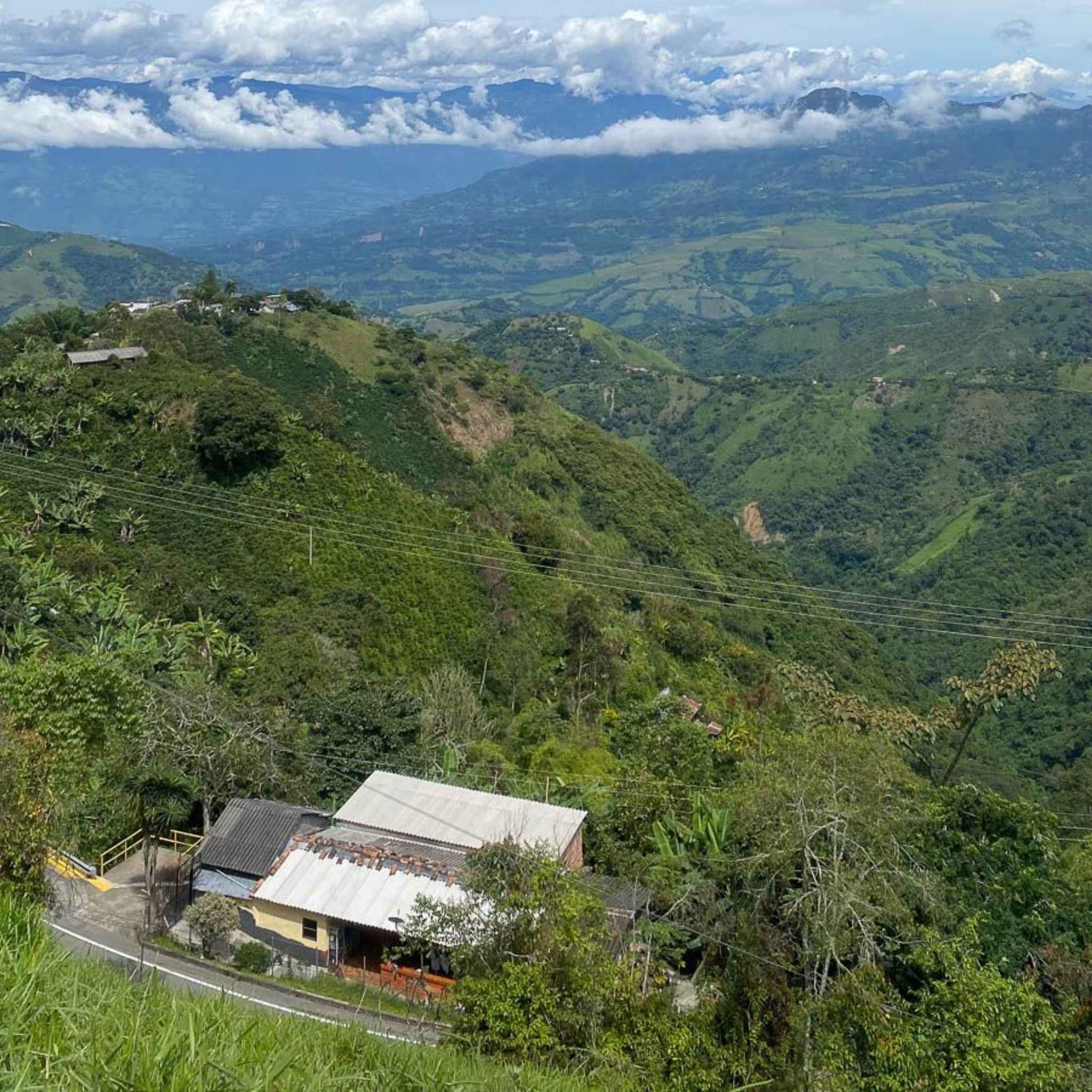Colombia El Virgel Carlos Emilio Estate - Washed Process, Chiroso, Excelso