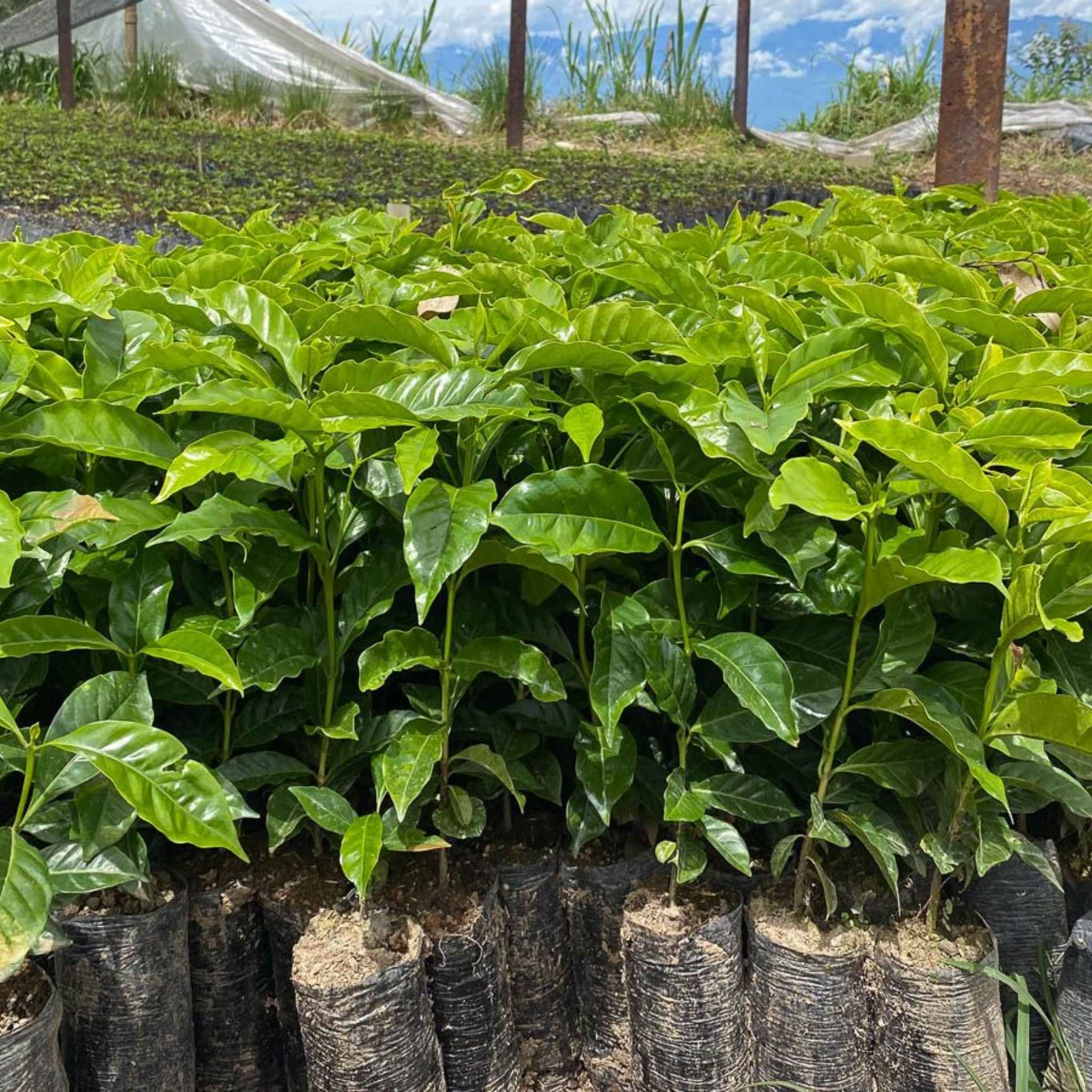 Colombia El Virgel Carlos Emilio Estate - Washed Process, Chiroso, Excelso