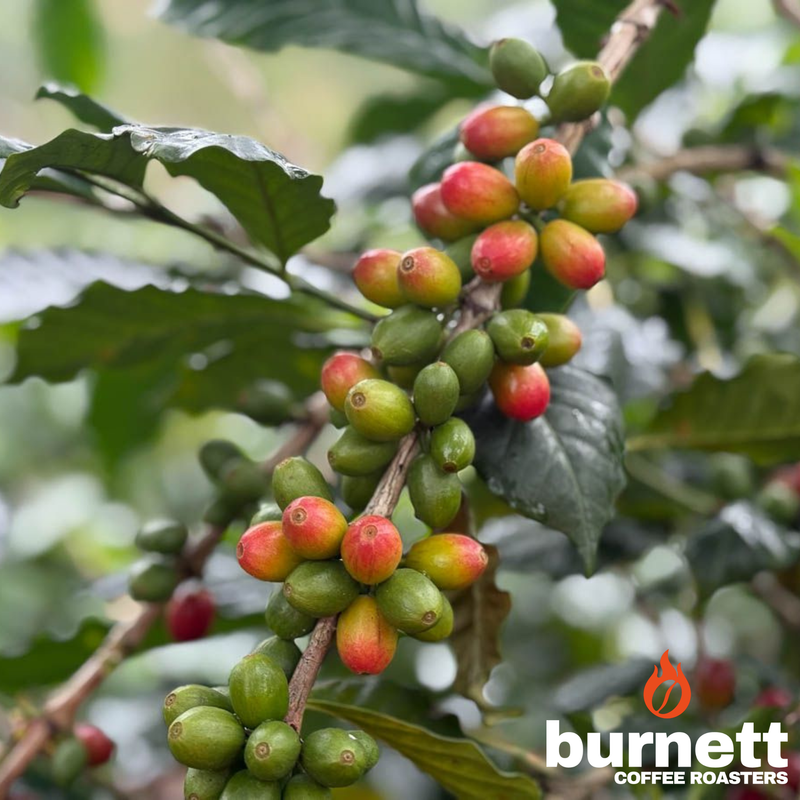 Colombia Granjeros de Huila Bourbon Burnett Coffee Roasters