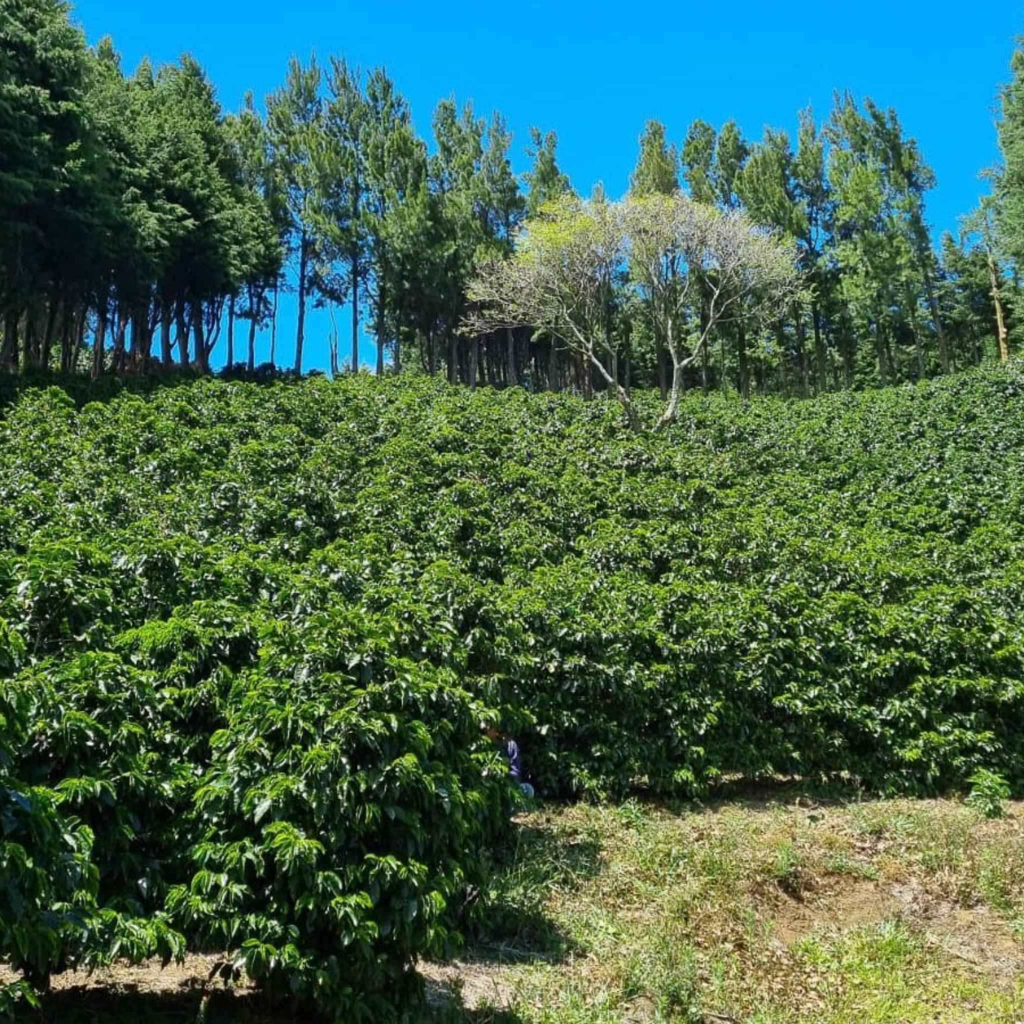 Costa Rica Yellow Honey Sumava SL-28