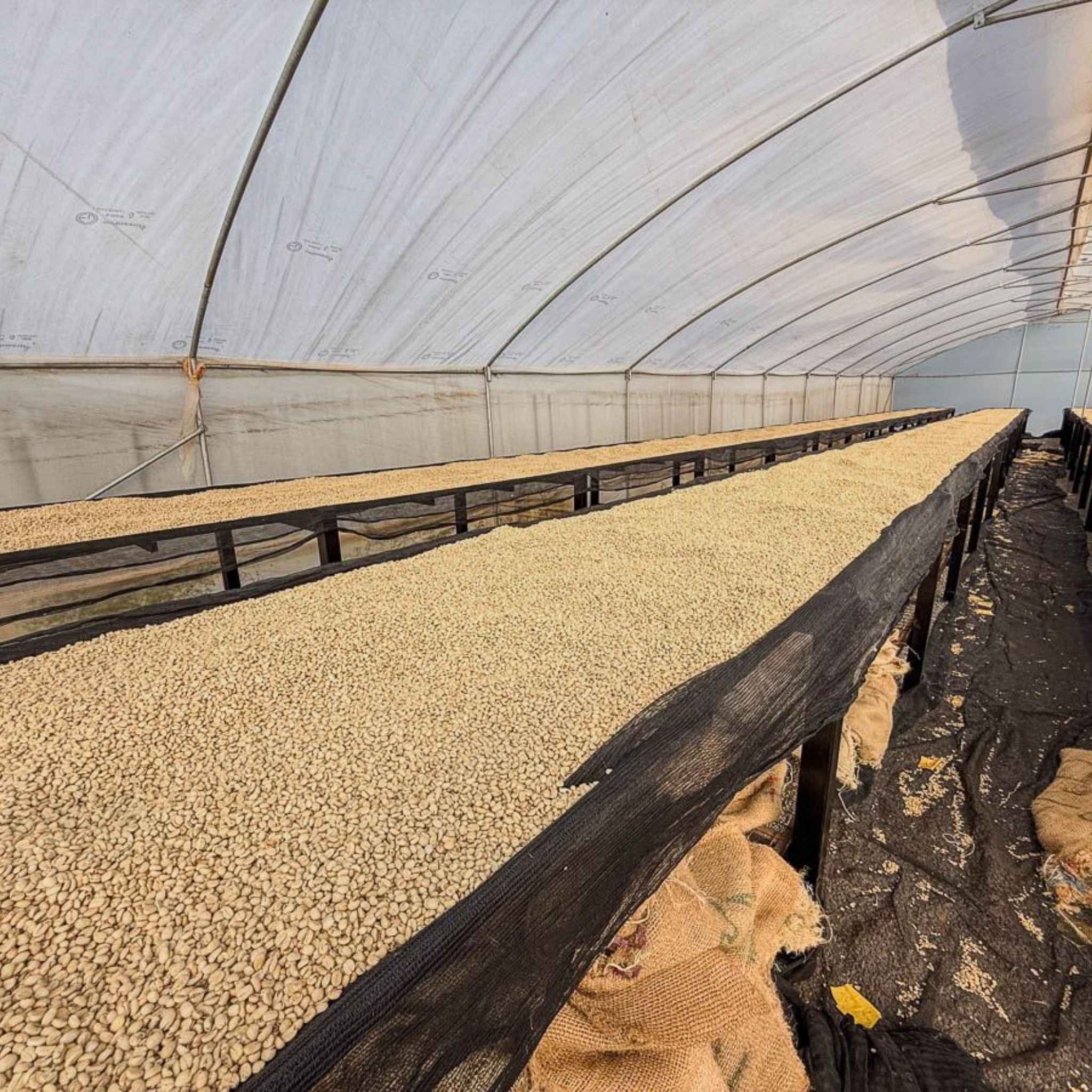 Kenya Nyeri Gatomboya Factory - Washed Process, SL-28, SL-34, Ruiru-11, Batian, AA