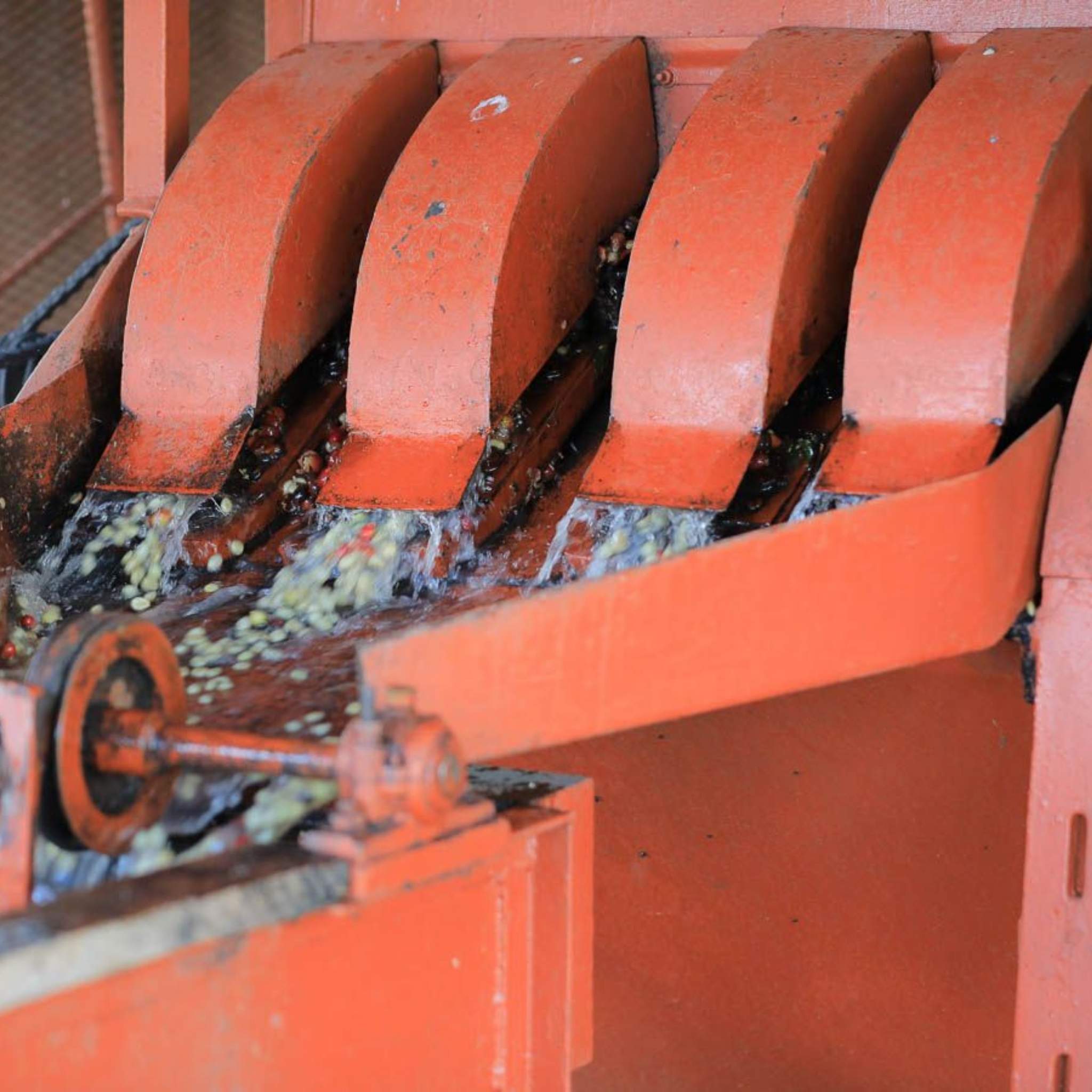 Kenya Nyeri Gatomboya Factory - Washed Process, SL-28, SL-34, Ruiru-11, Batian, AA