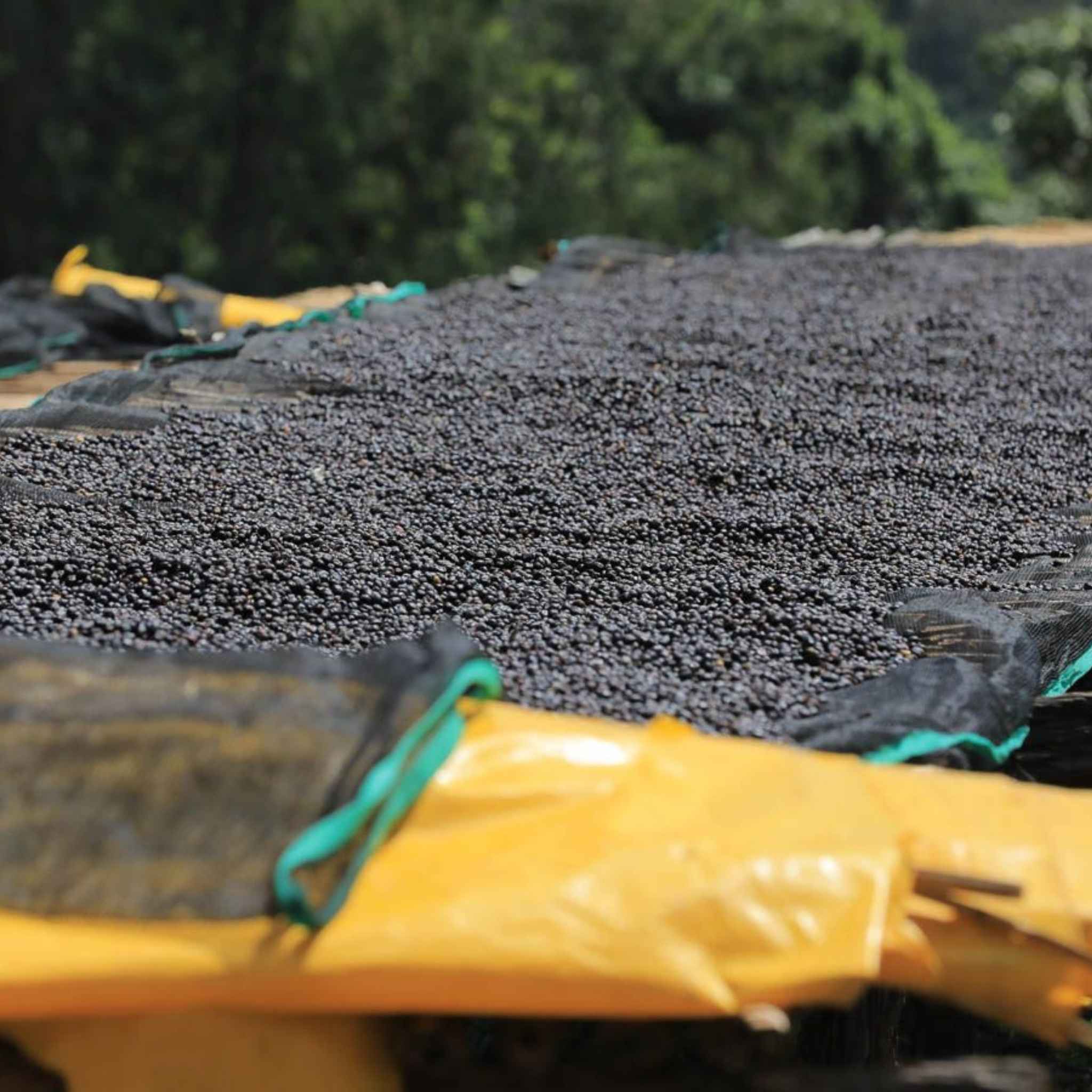 Ethiopia Hambela Buliye Grade 1