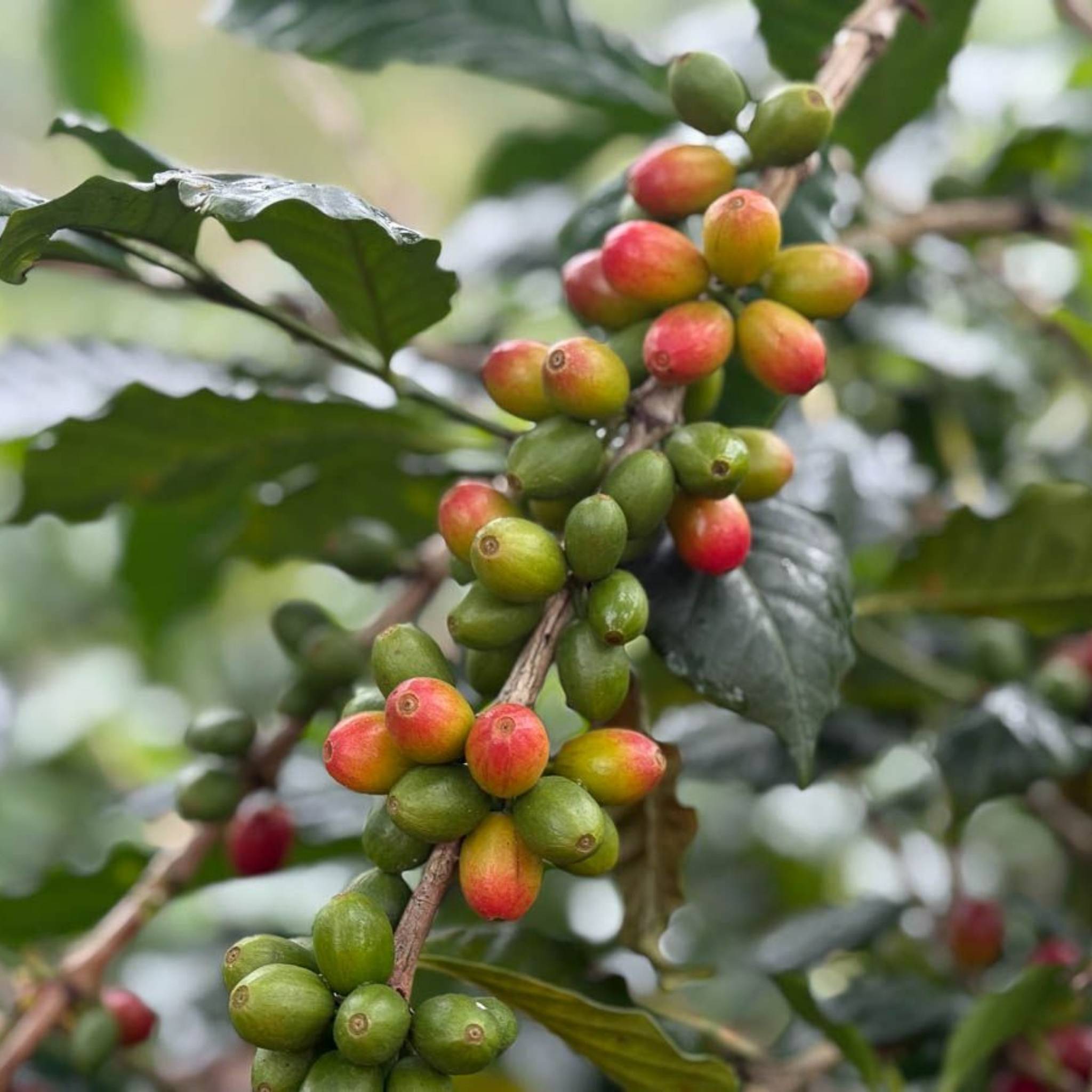 Colombia Granjeros de Huila -  Washed Process, Bourbon, Excelso