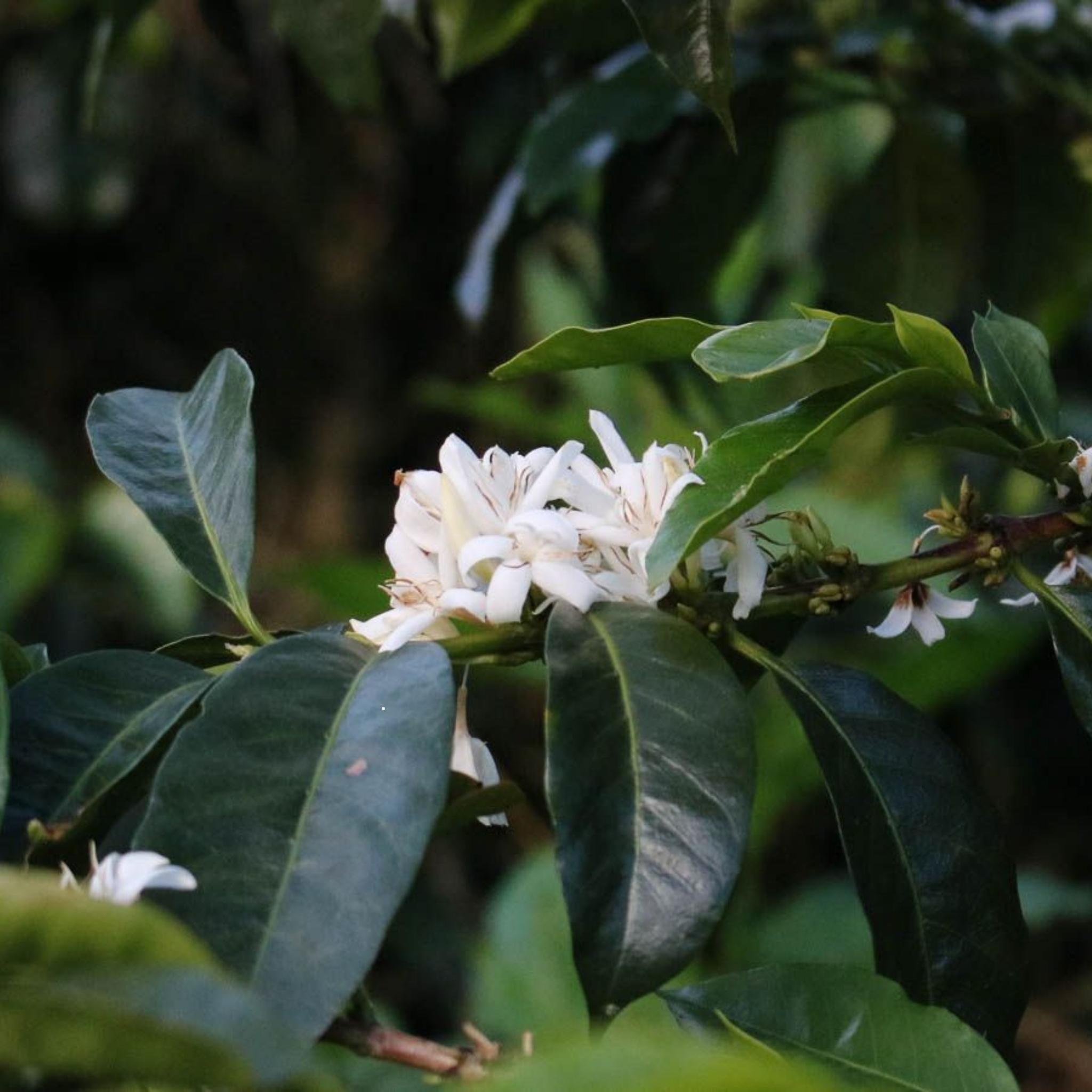 Colombia Edward Sandoval Estate - Washed Process, Gesha (Geisha), Excelso