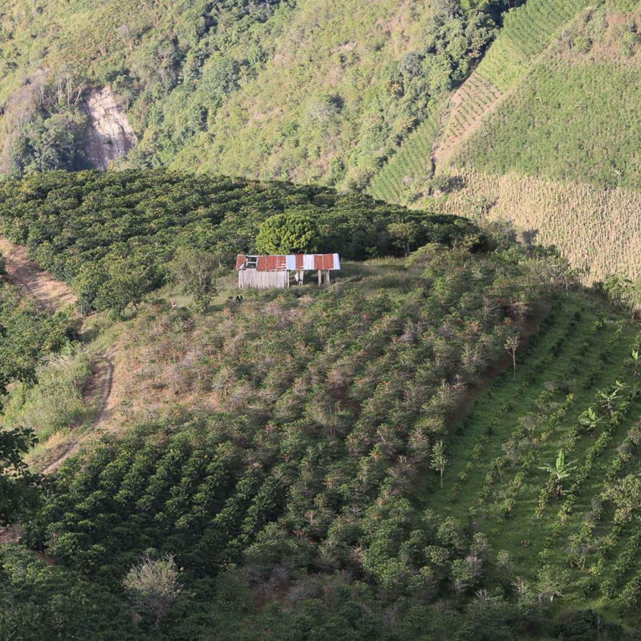 Colombia Granjeros de Huila -  Washed Process, Bourbon, Excelso