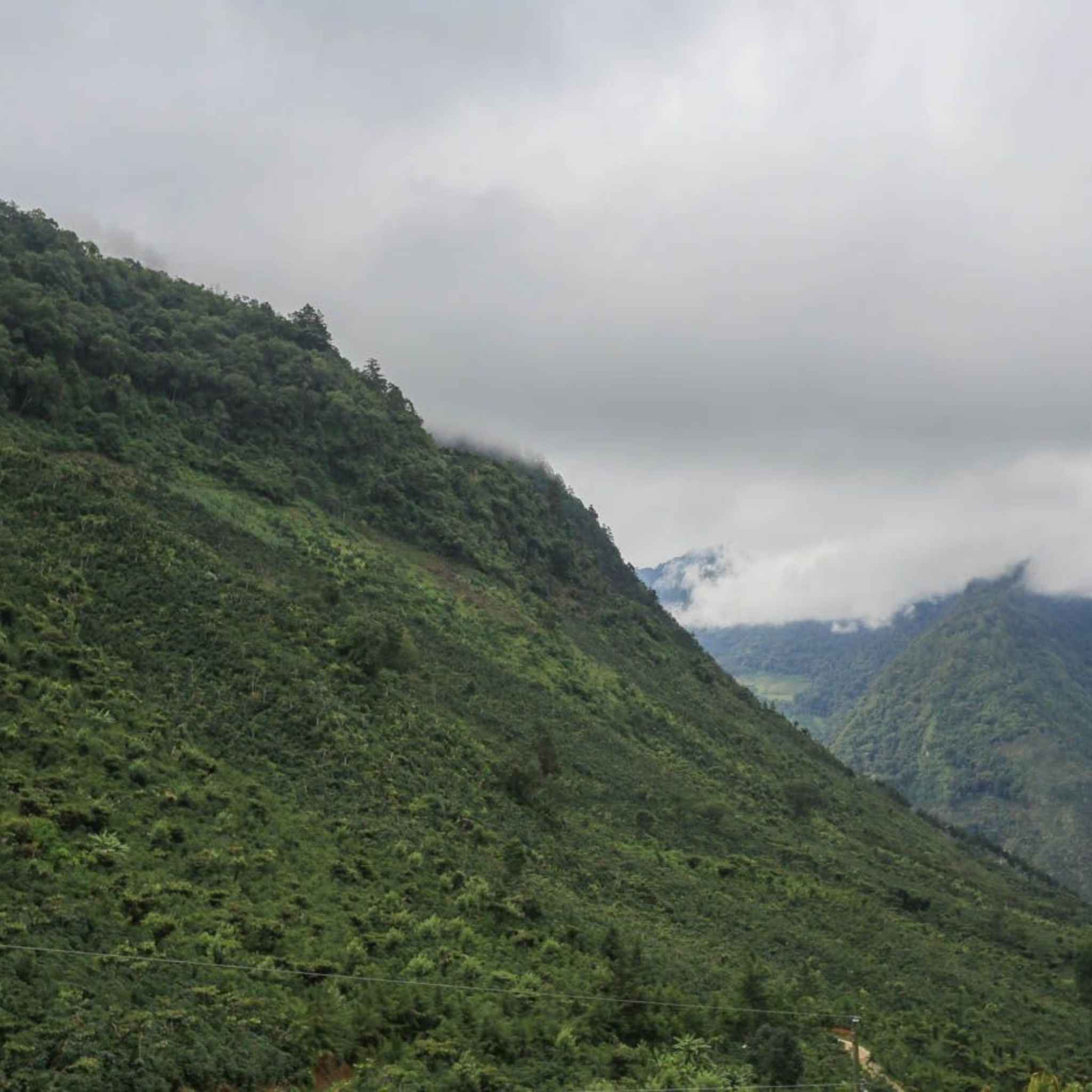 Guatemala Keneth Merida Estate - Washed Process, Pacamara, SHB EP