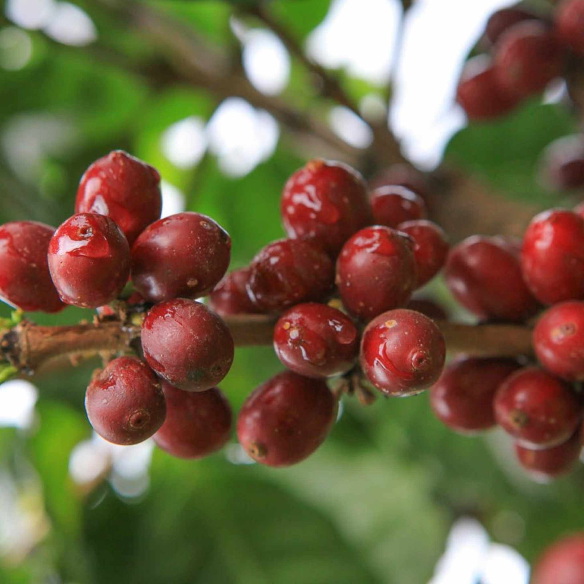Guatemala Keneth Merida Estate - Washed Process, Pacamara, SHB EP