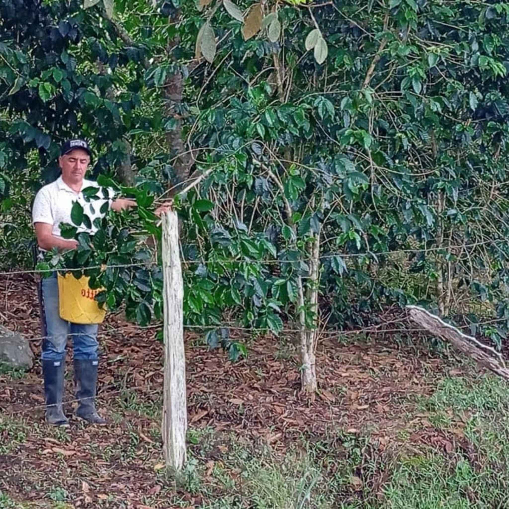 Colombia Manuel Antonio Peña & Hector Diaz Estate Pink Bourbon