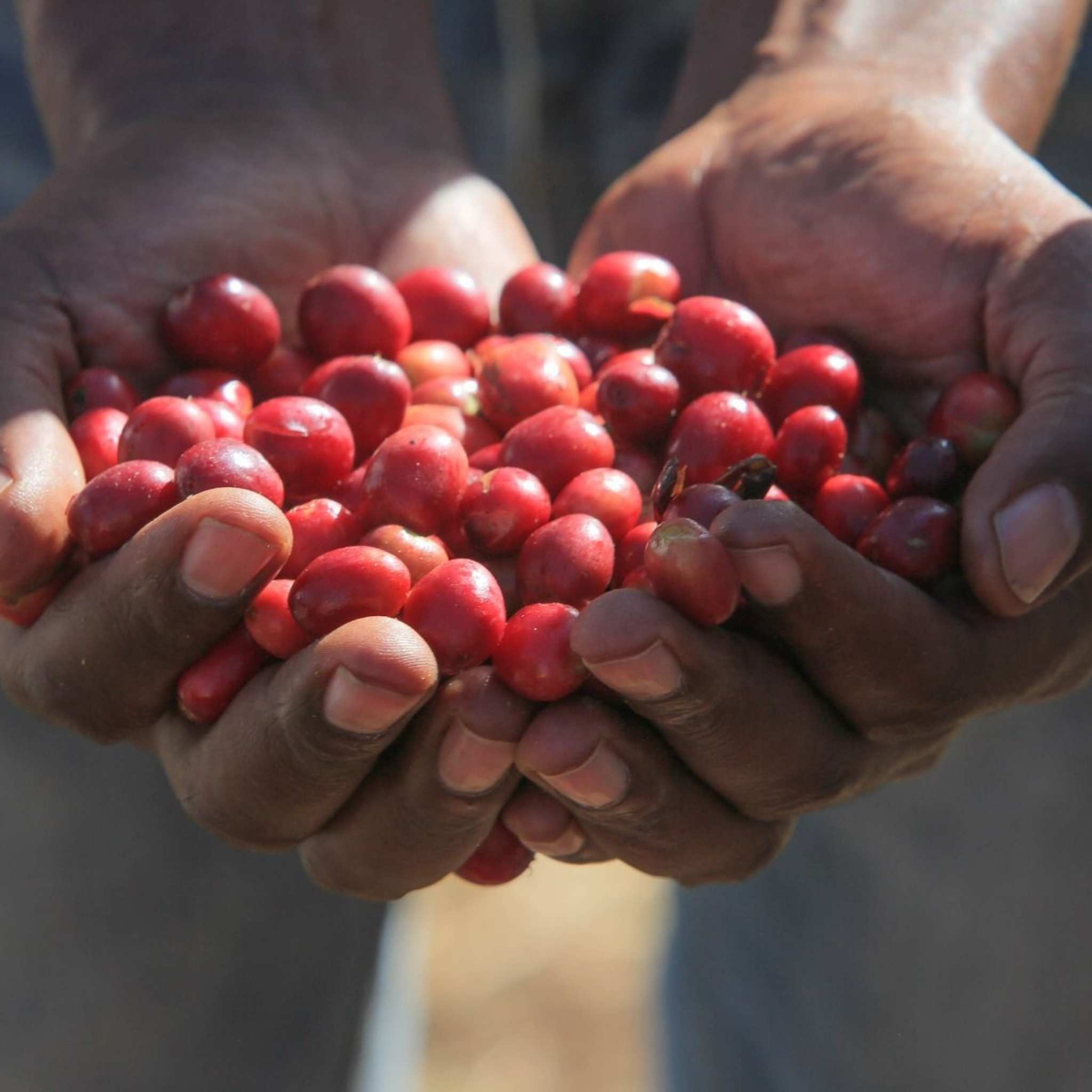 Ethiopia Uraga Raro Boda Grade 1