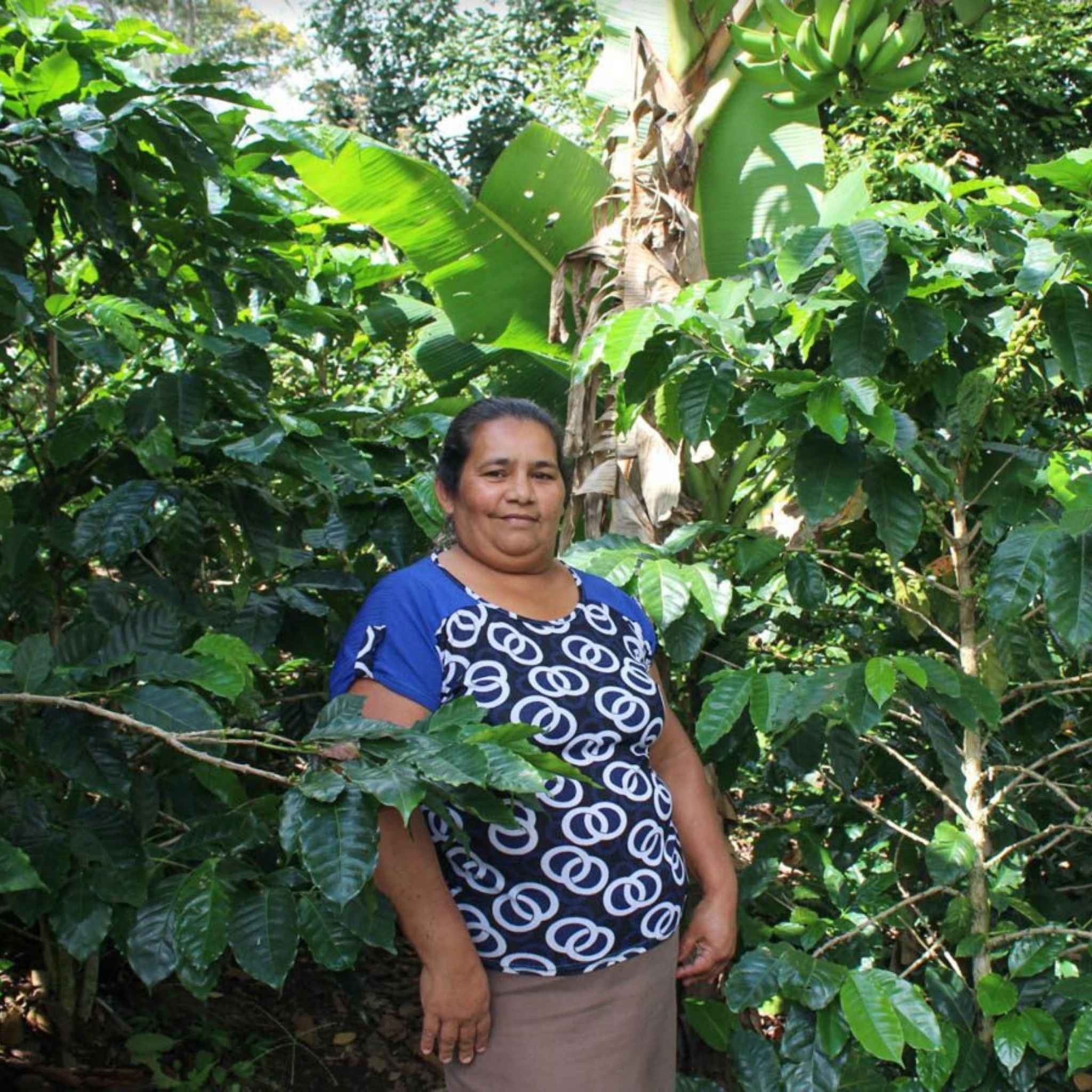 Honduras Maria Isabel Estate - Washed Process, Parainema, SHG