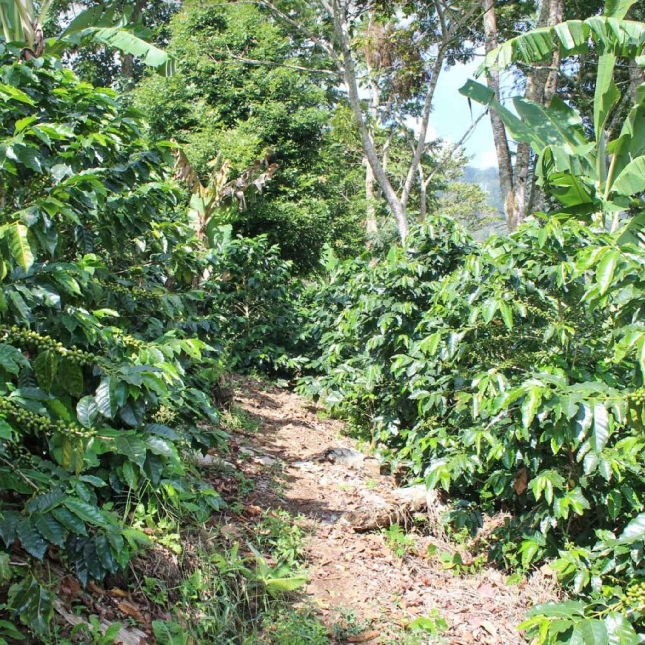 Honduras Maria Isabel Estate - Washed Process, Parainema, SHG