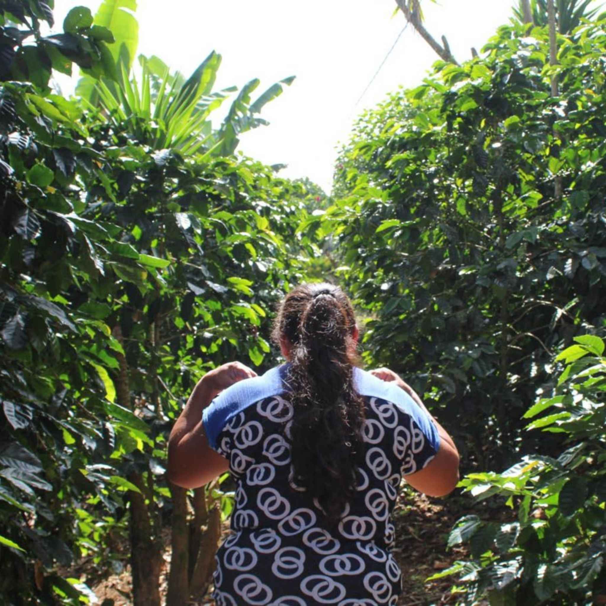 Honduras Maria Isabel Estate - Washed Process, Parainema, SHG