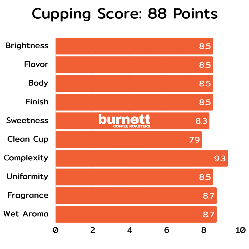 Nicaragua Maracaturra Burnett Coffee Roasters